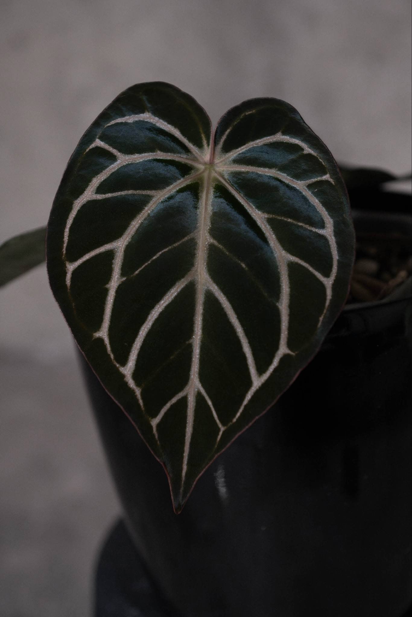 Nov DF x Carla PM3 - {SEED}