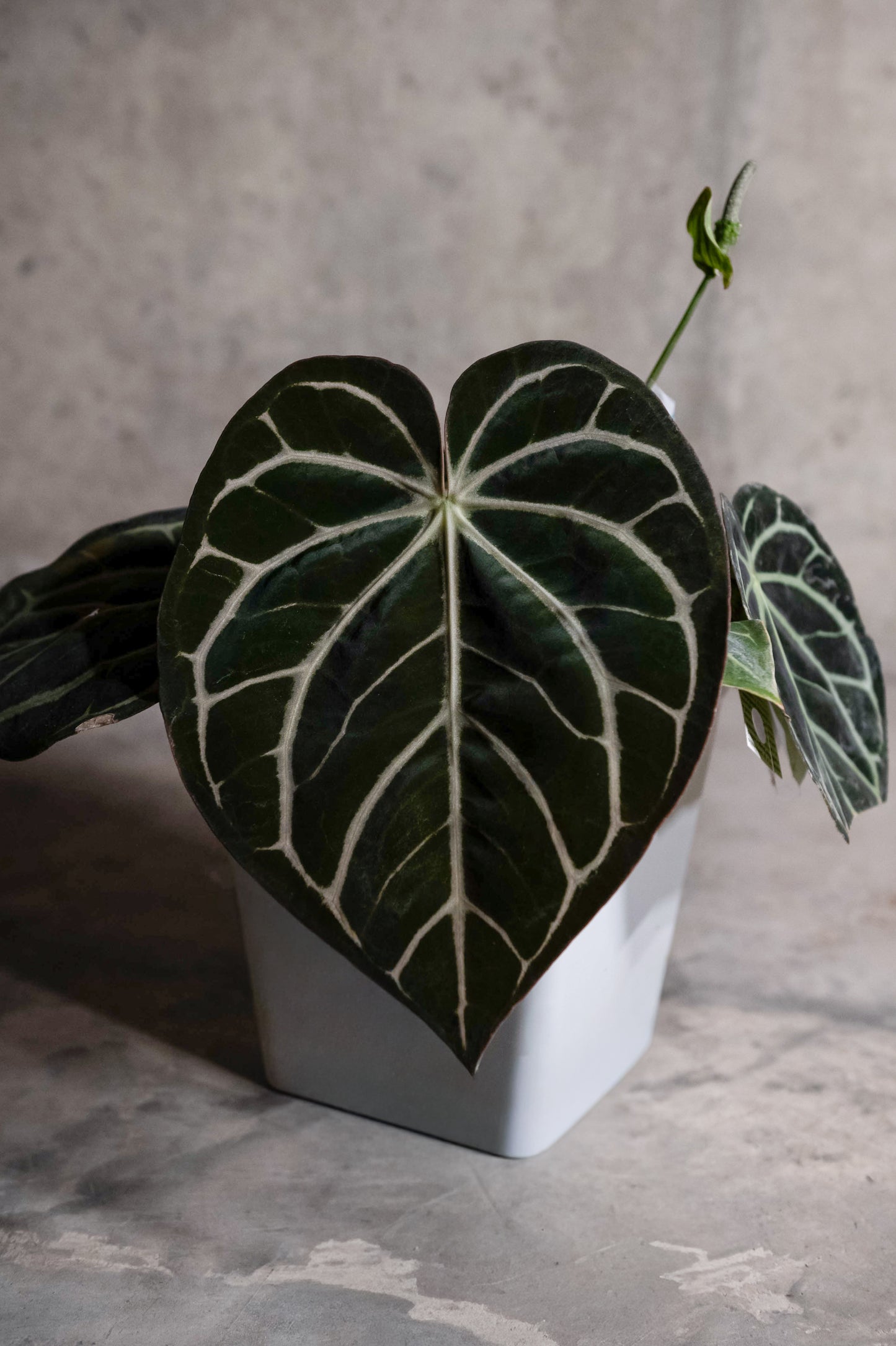 1x Carla PM3 x Self seed