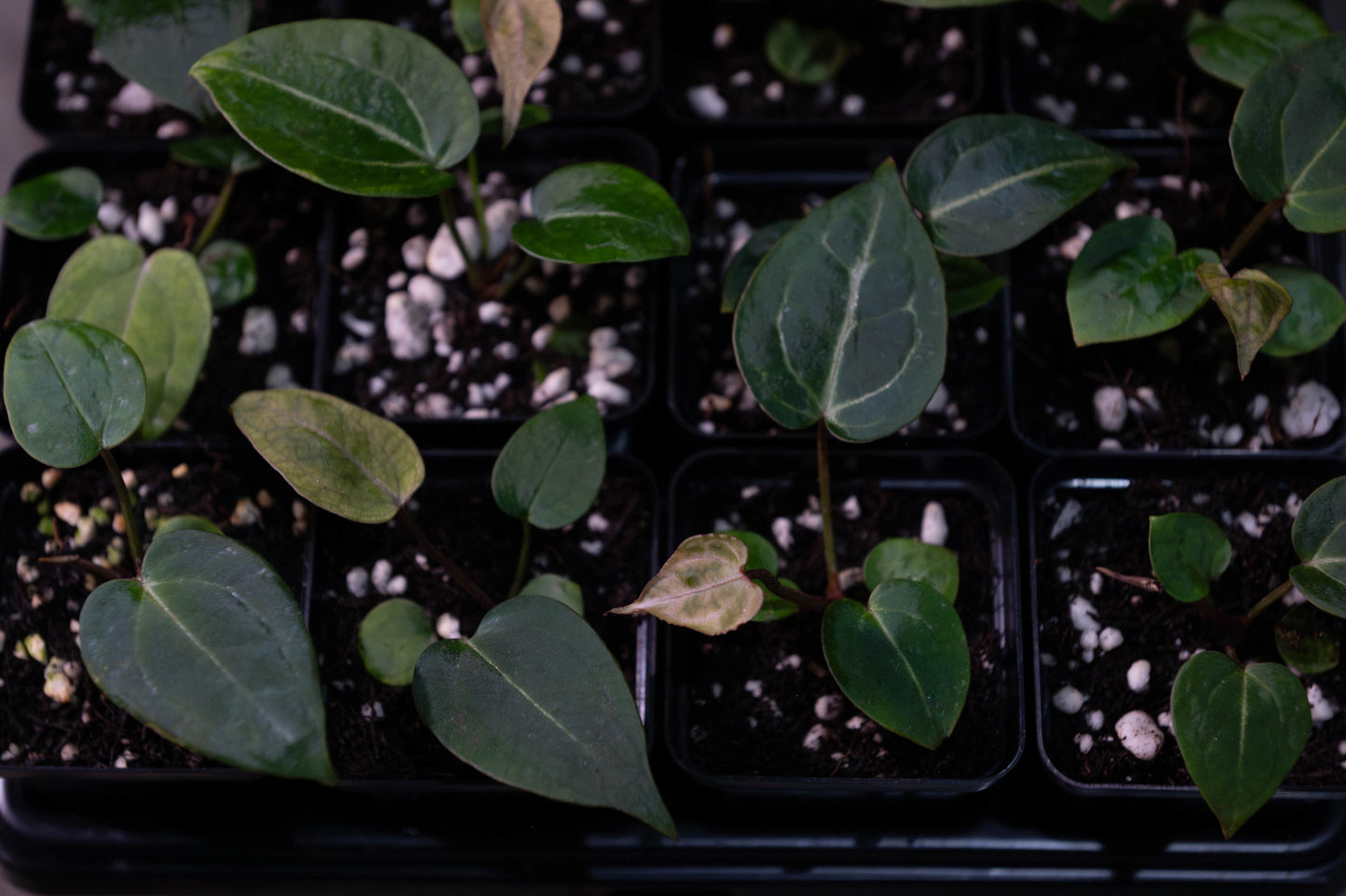 (Dorito x Red Crystal) x (Red Velvet Cake x Zara Michelle)