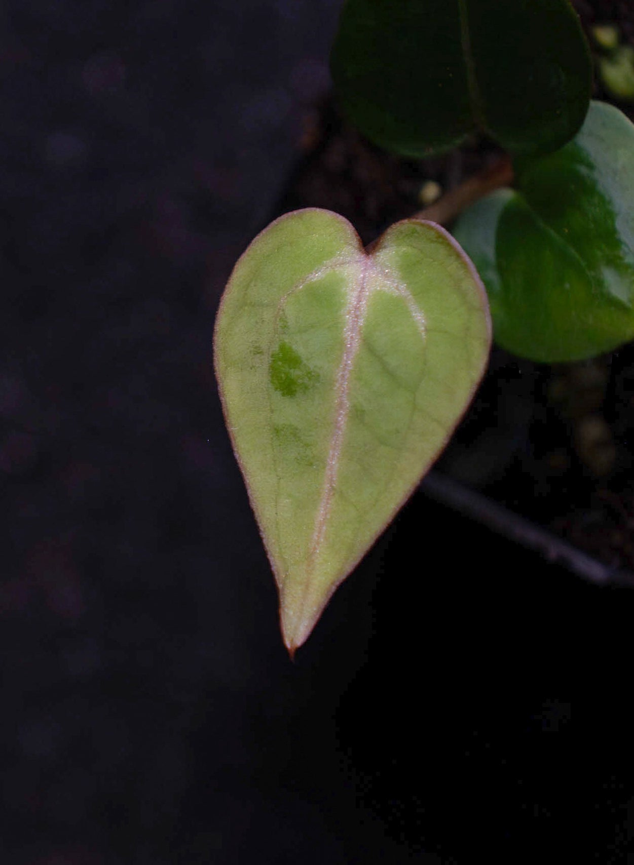 (Red Velvet Cake x Zara Michelle) x (Enid's Bench x Besseae aff "Narrow")