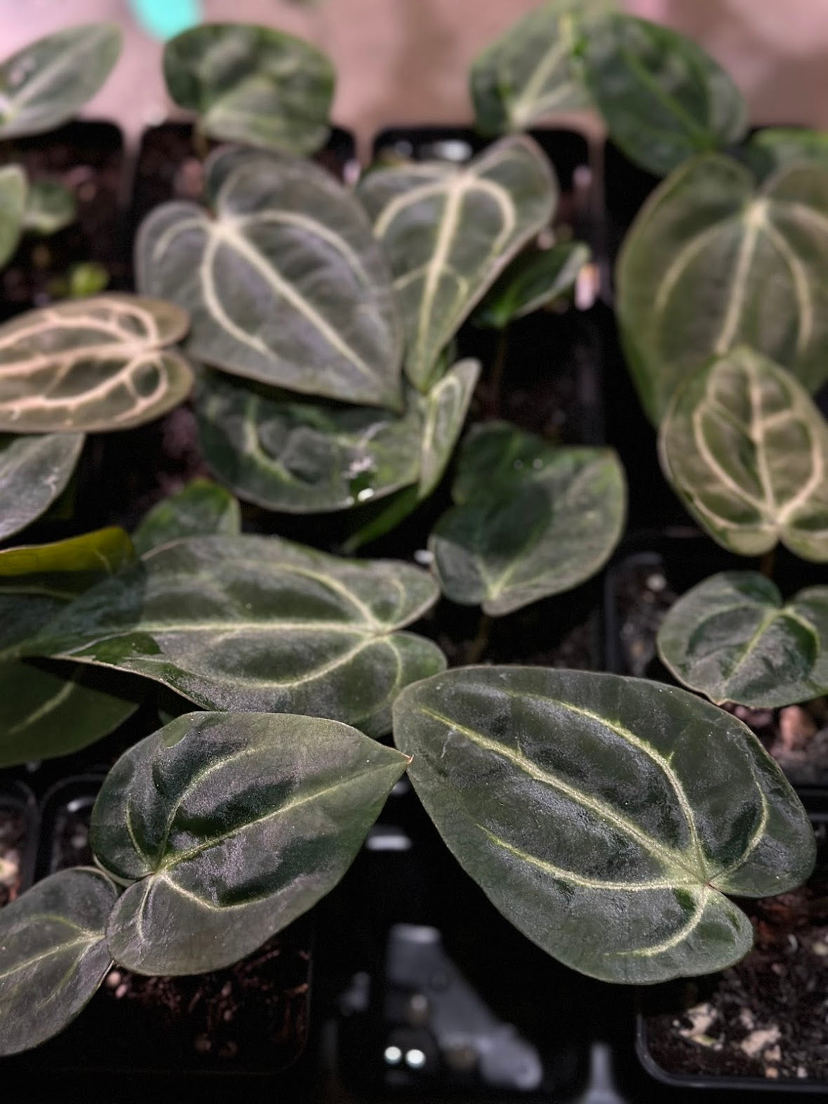 Carlablackiae OG4 x PM6 Seedling