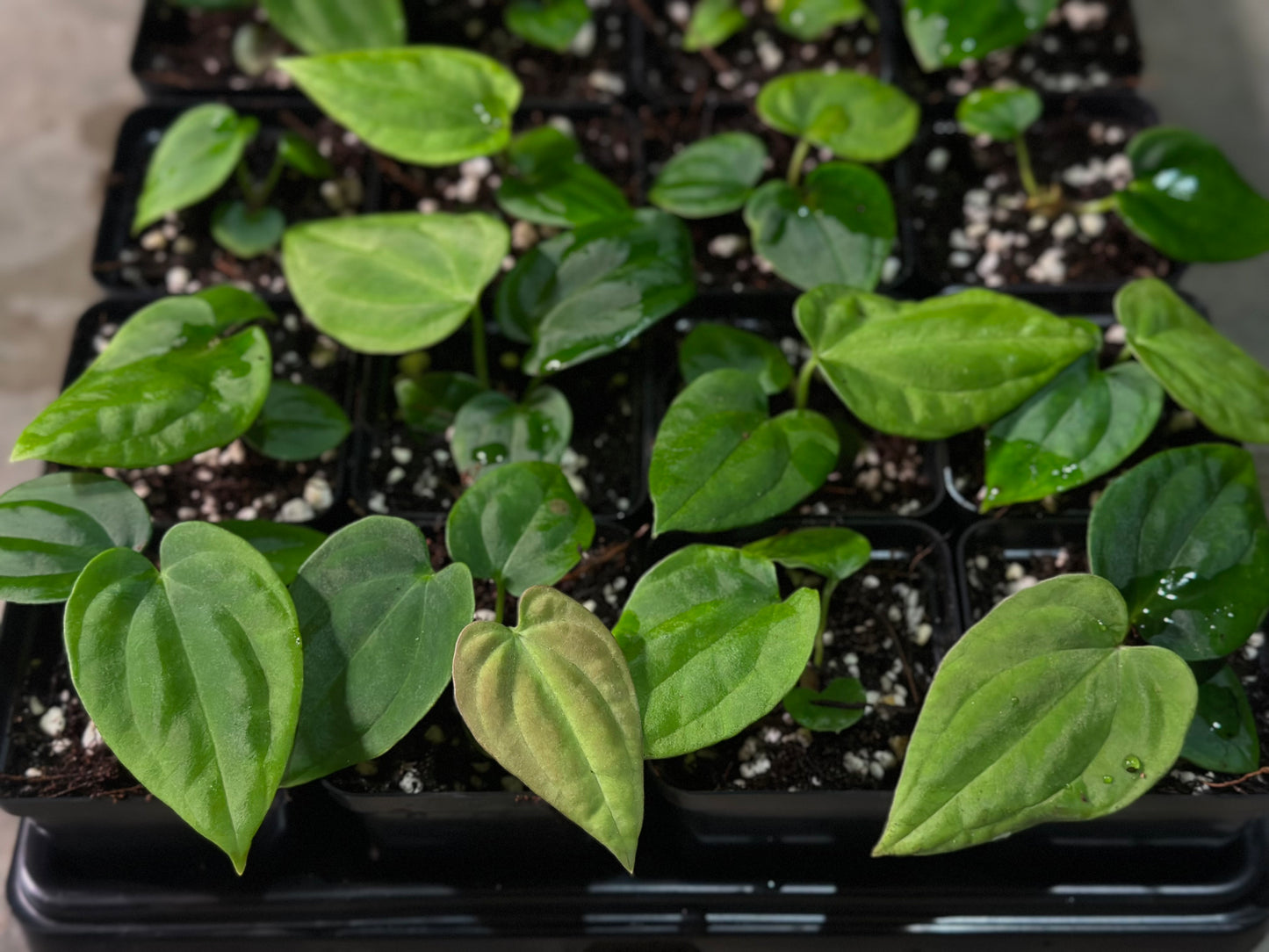 Antolakii (BVEP) RA2 x (Round x BBL) Seedling