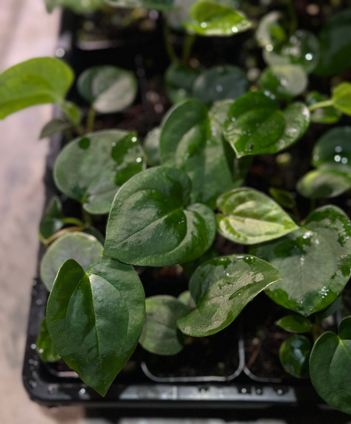 Pap 6 x Pap 18 Seedling