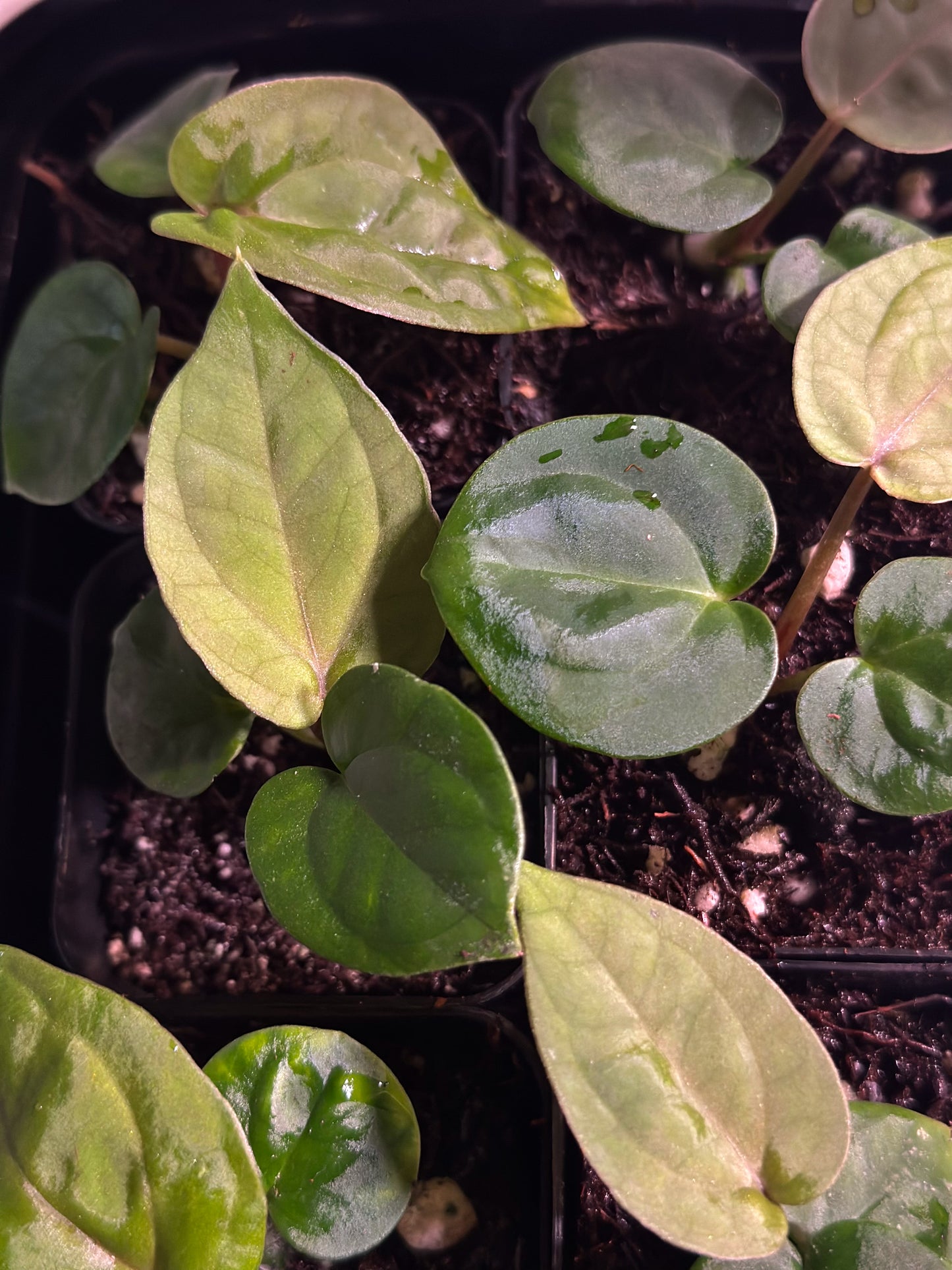 Zara x NSE Dress “Nocturne” Seedling