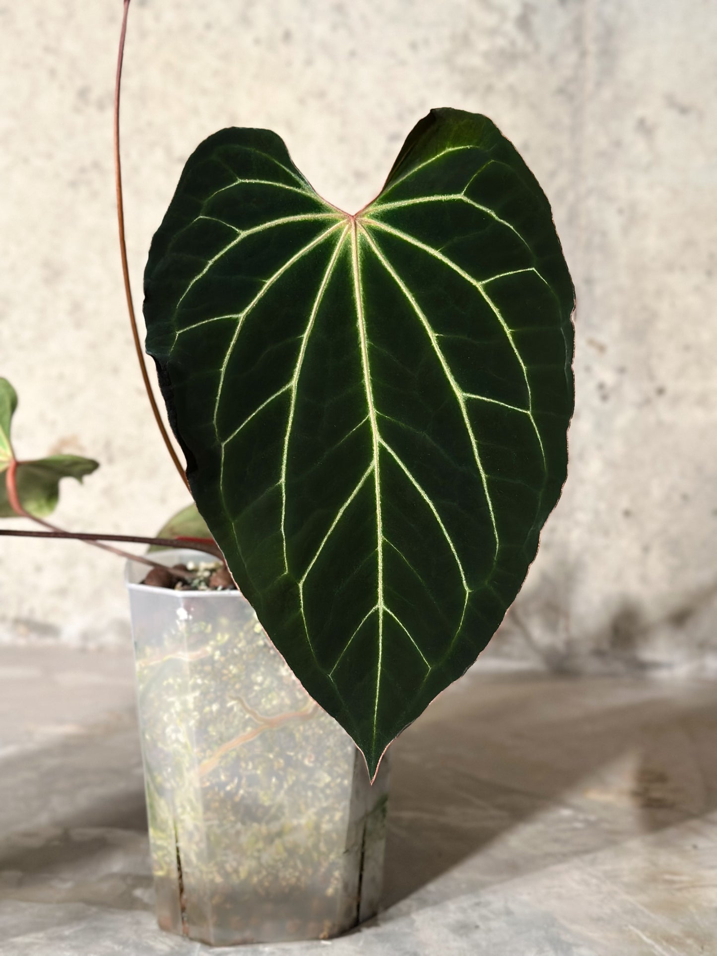 (Enid's Bench x Bess aff "Narrow") x Dorito Port Sprout