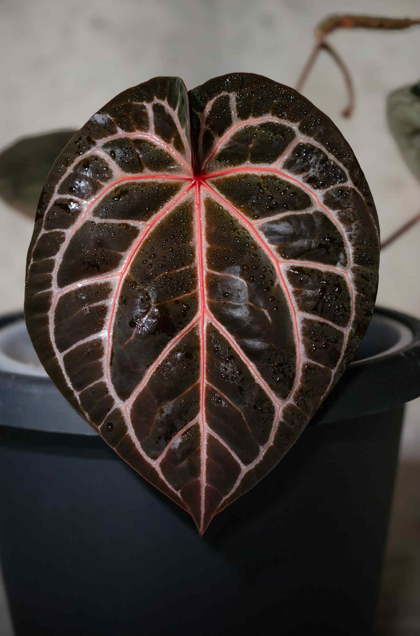 Zara x NSE Dress "Nocturne" Germinated Seeds