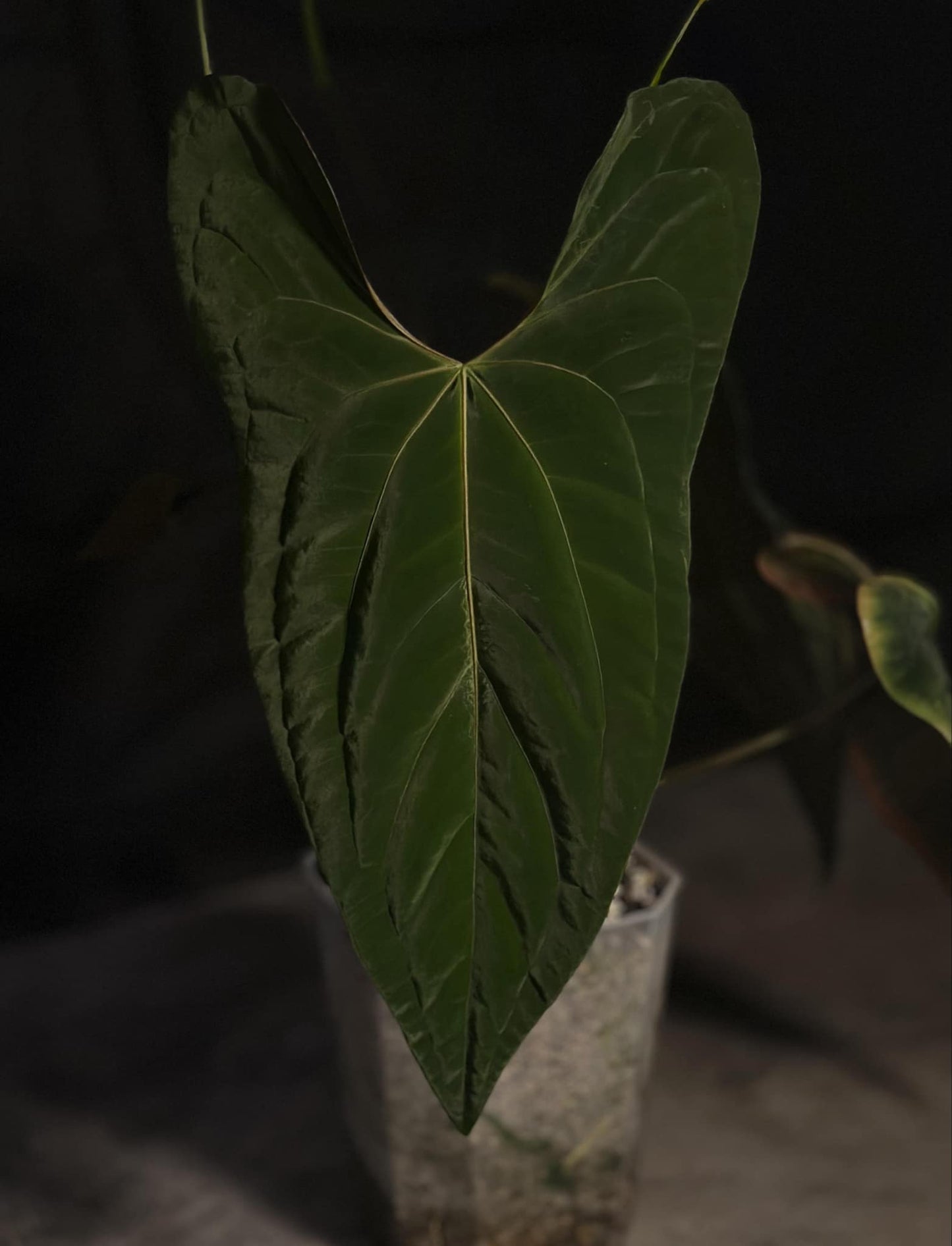 Nov DF x Pap RA18 Germinated Seed