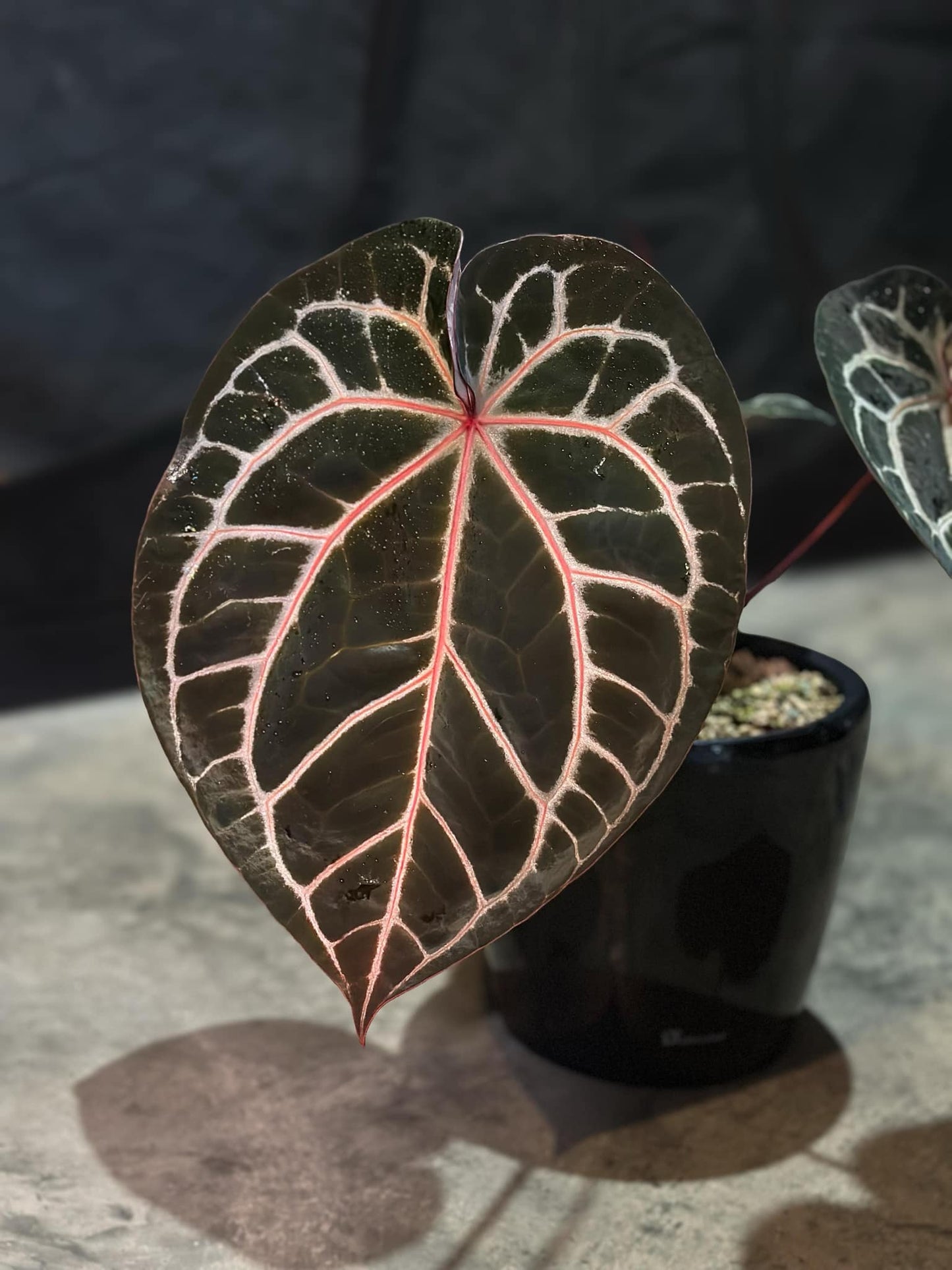 Kuna RA2 x Zara BB1 2x Germinated Seeds