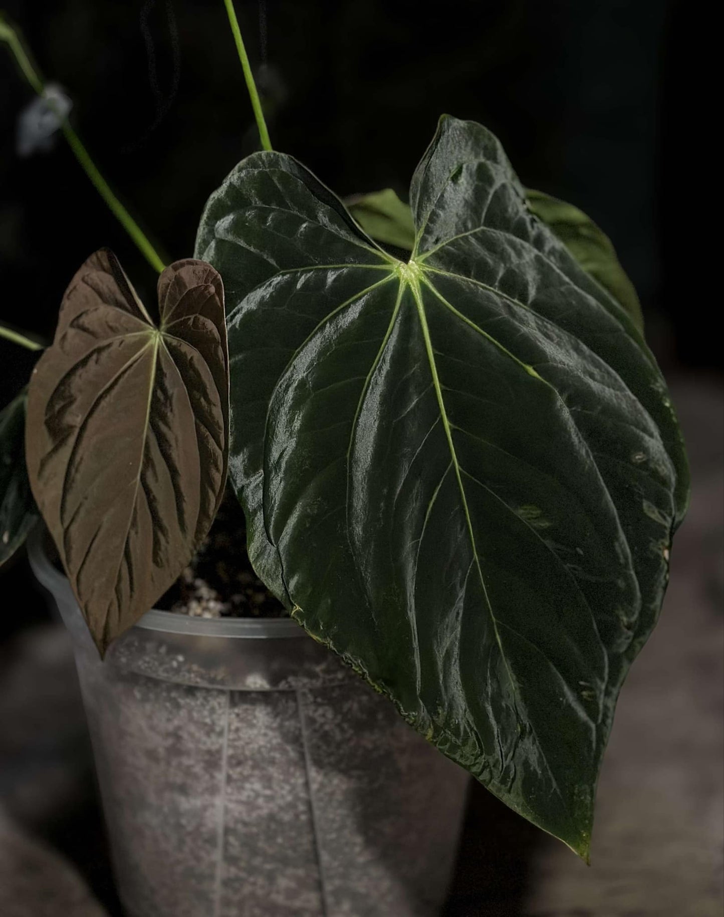 Exact Plant: Antolakii (BVEP) (Round x BBL) x Variegated AoS DF
