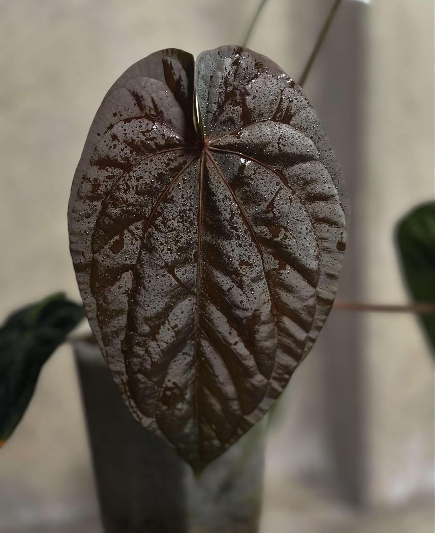 Zara x NSE Dress "Nocturne" Germinated Seeds
