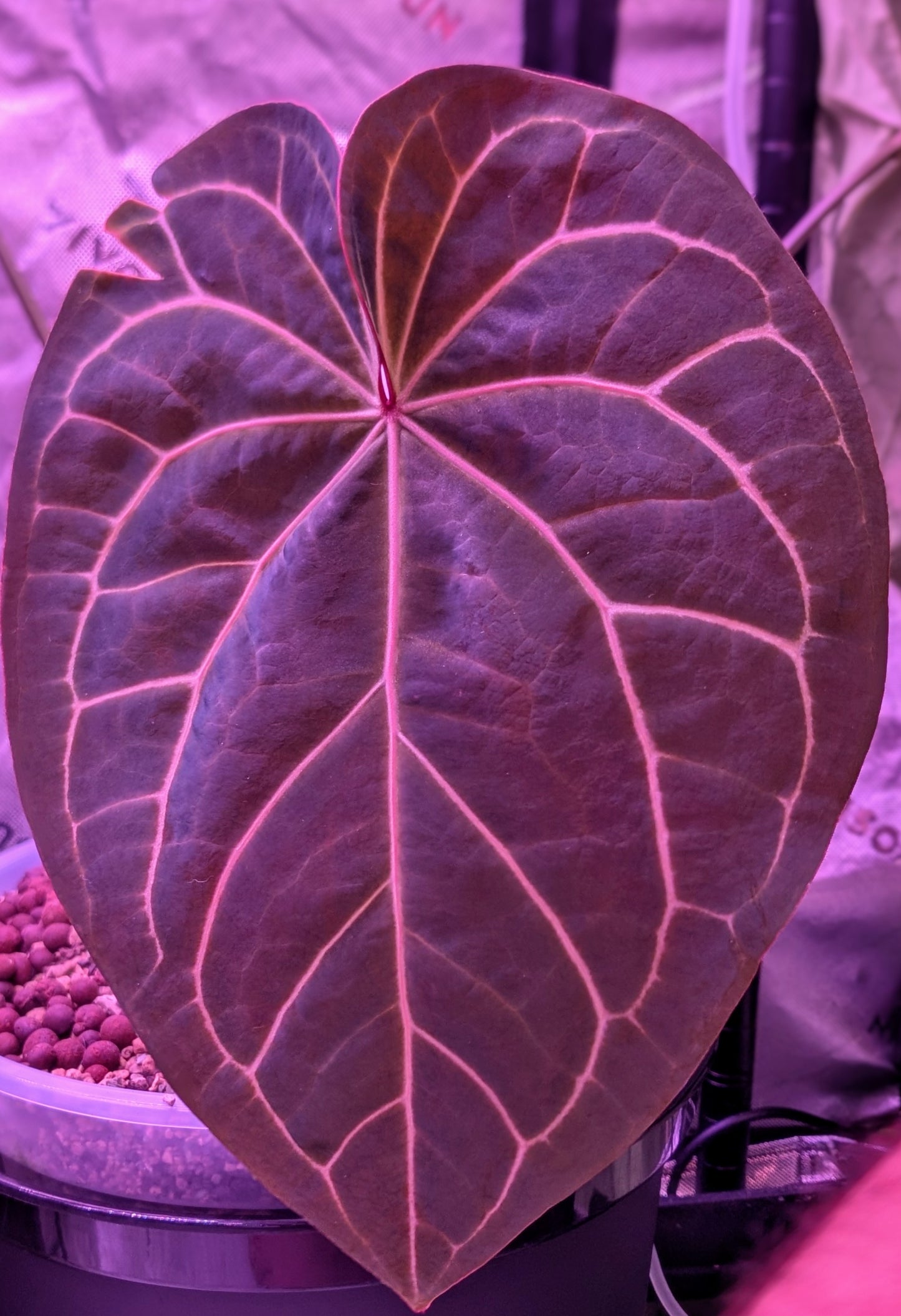 Doc F2 x BWM
