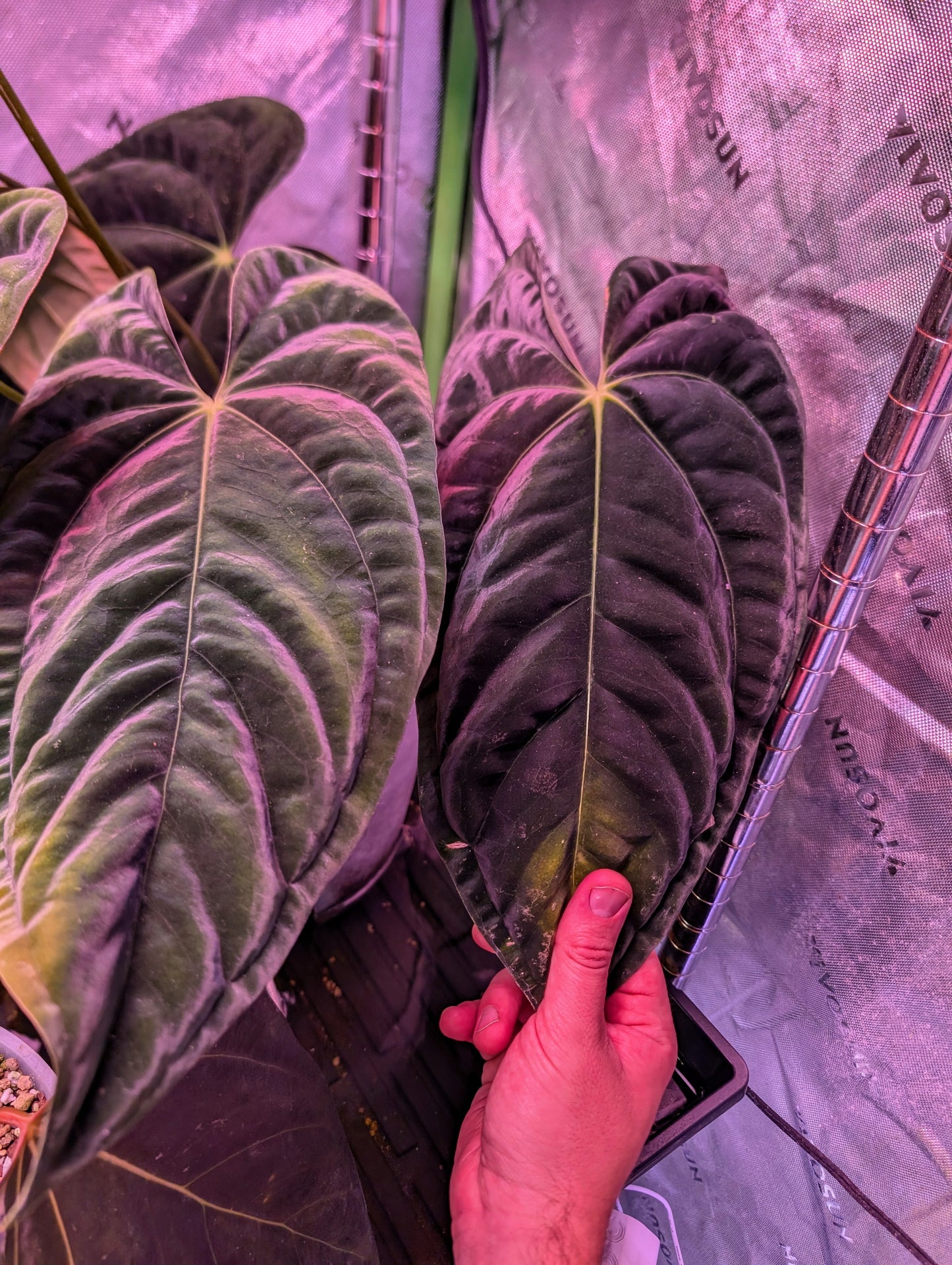 Pap RA6 x Pap RA18 Germinated Seeds