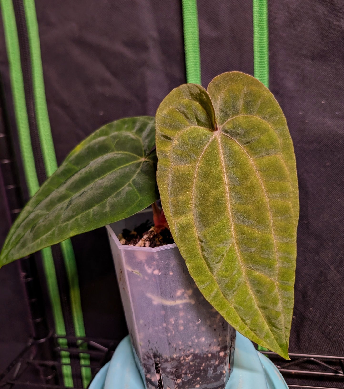 Exact Plant: Antolakii (BVEP) (Round x BBL) x Variegated AoS DF