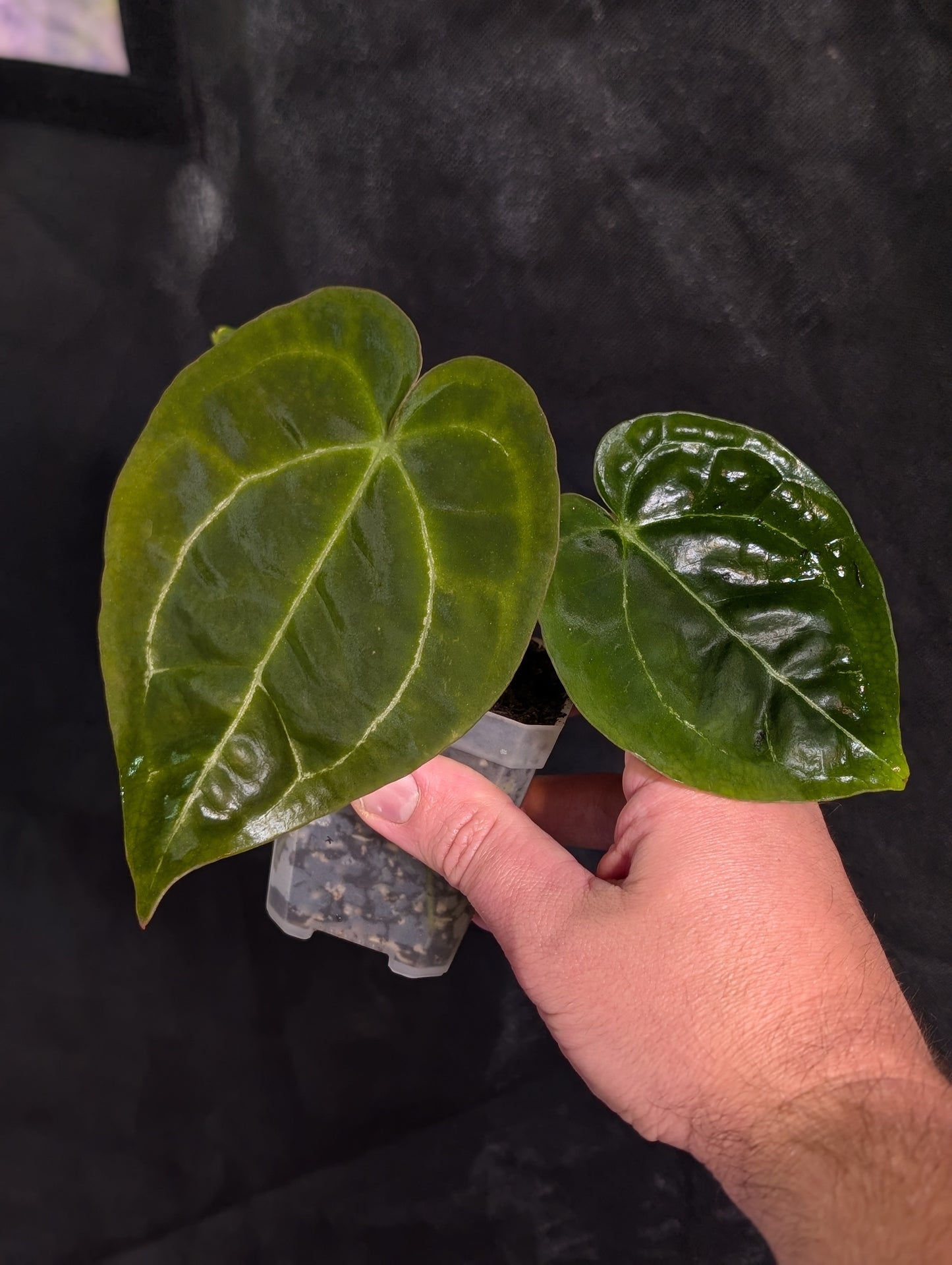 Exact Plant: Black Widow Michelle x Dark Forgetii (round)