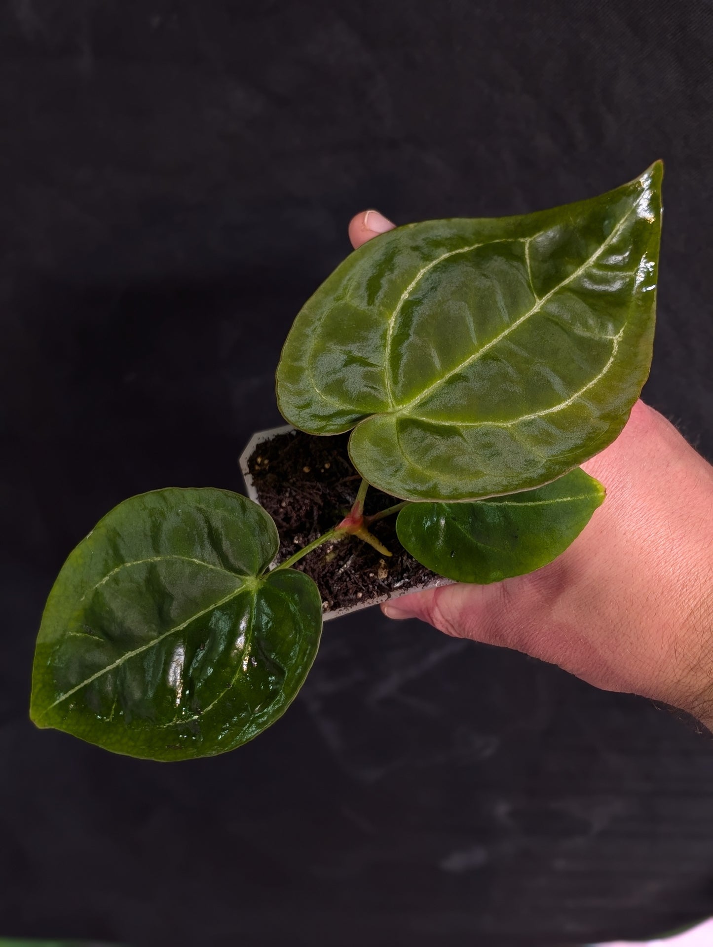 Exact Plant: Black Widow Michelle x Dark Forgetii (round)