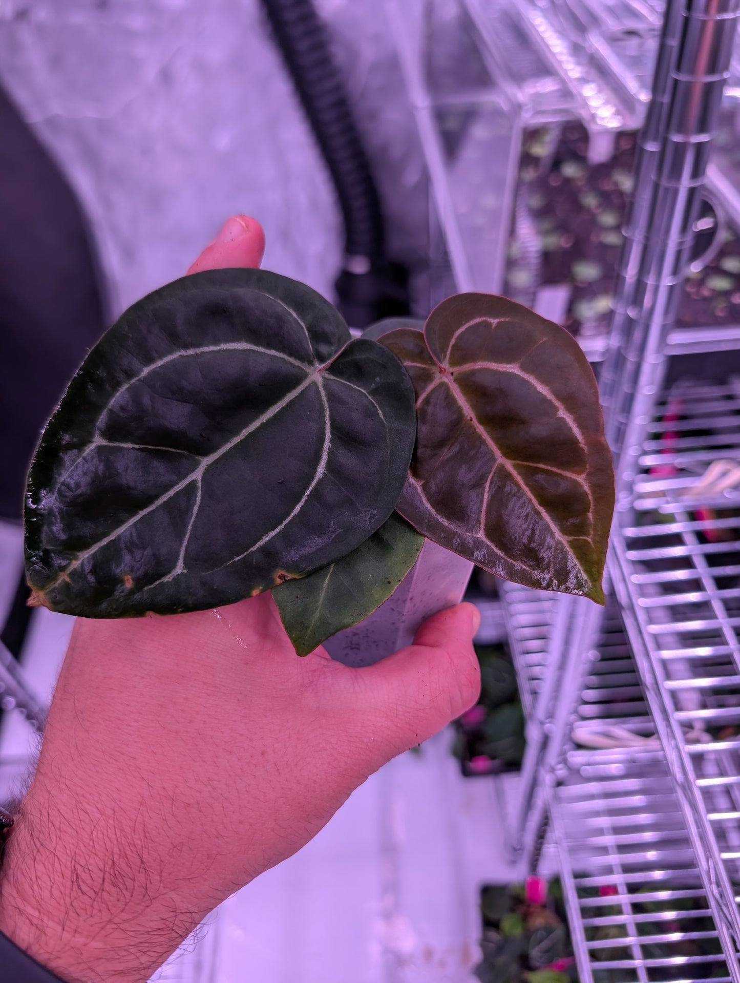 Exact Plant: Select Doc F2 x Black Widow Michelle