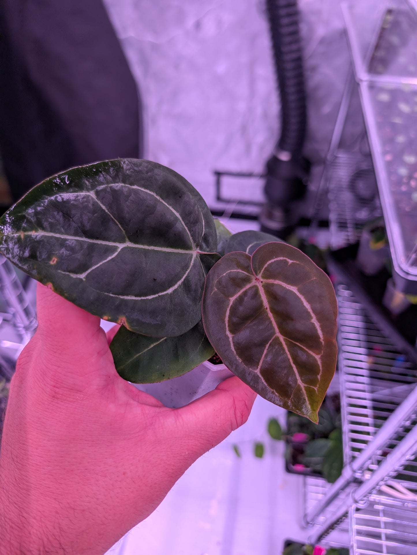 Exact Plant: Select Doc F2 x Black Widow Michelle
