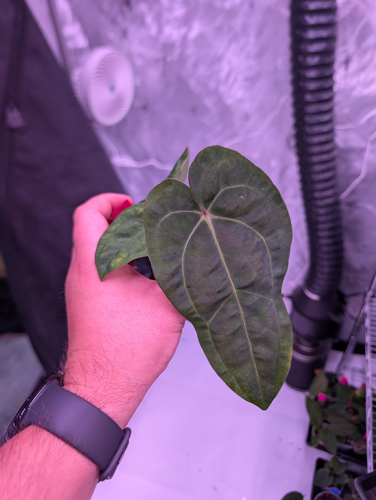 Exact Plant: Select (Variegated AoS DF) x Carla OG4