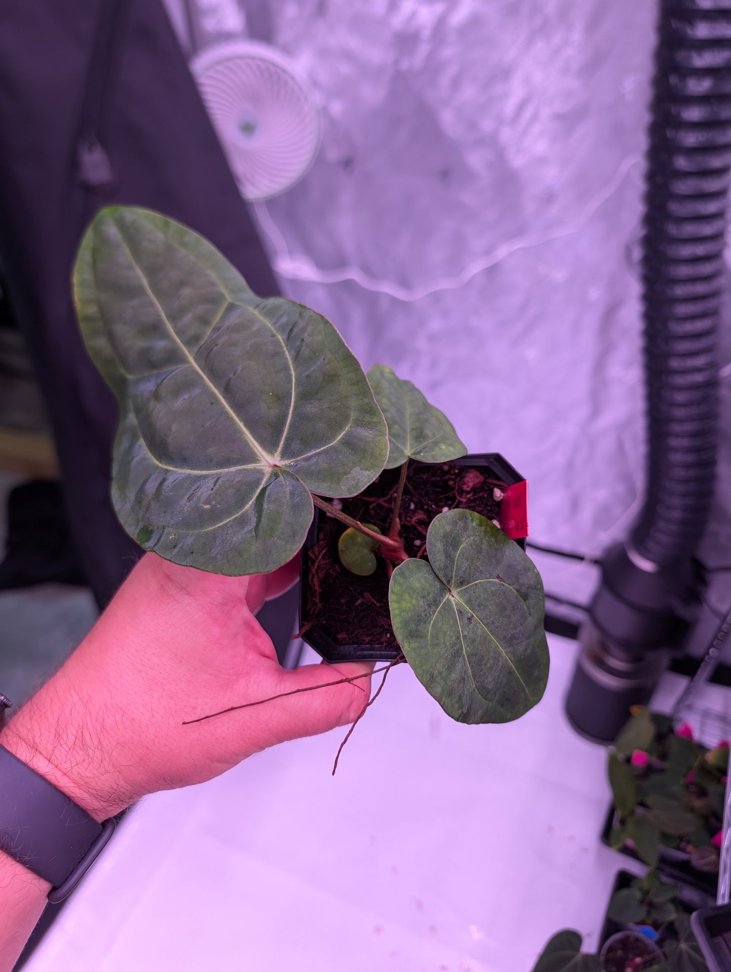 Exact Plant: Select (Variegated AoS DF) x Carla OG4
