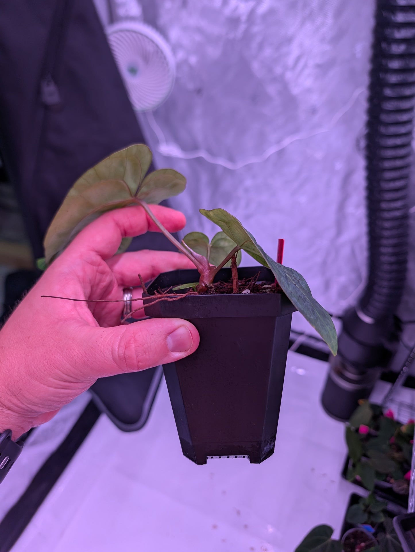 Exact Plant: Select (Variegated AoS DF) x Carla OG4