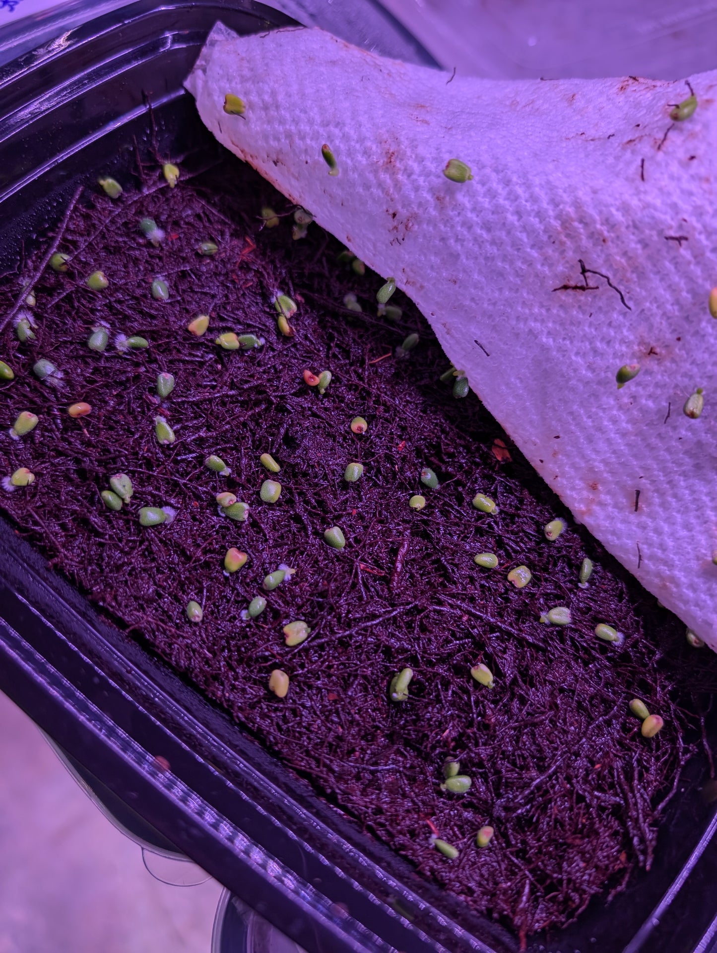 Carlablackiae (RA4xPM1) BB2 x Red Crystal BB1 Germinated Seeds
