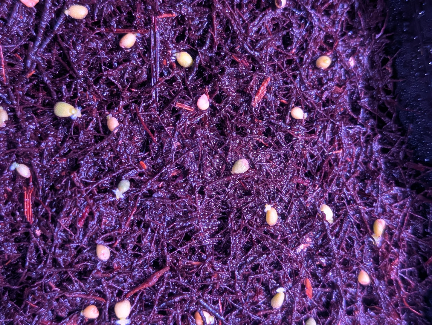 Variegated Crystal x Variegated Papx Germinated Seed