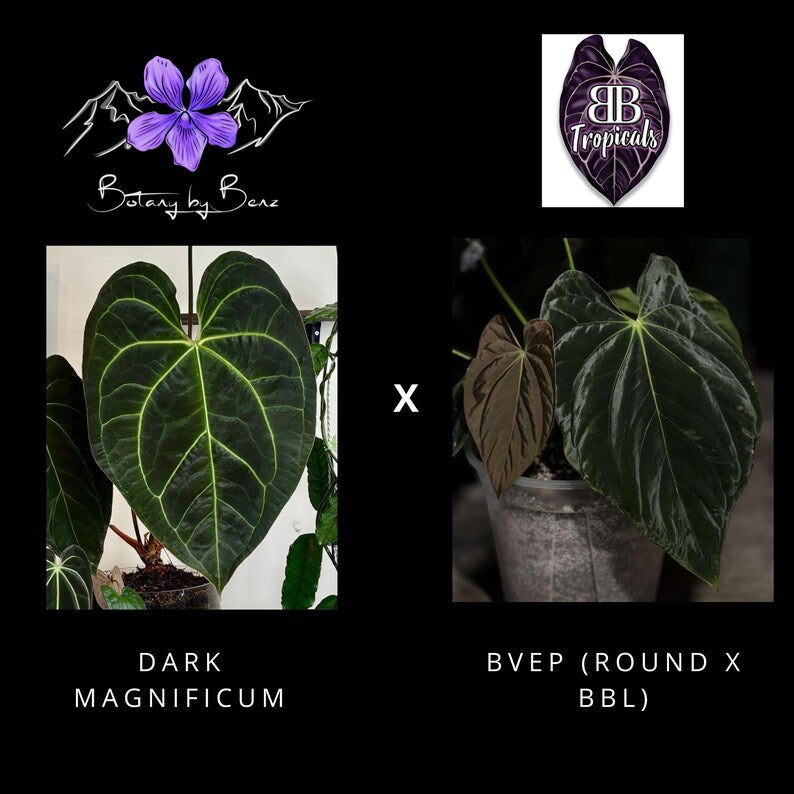 Dark Mag x BVEP (Round x BBL)