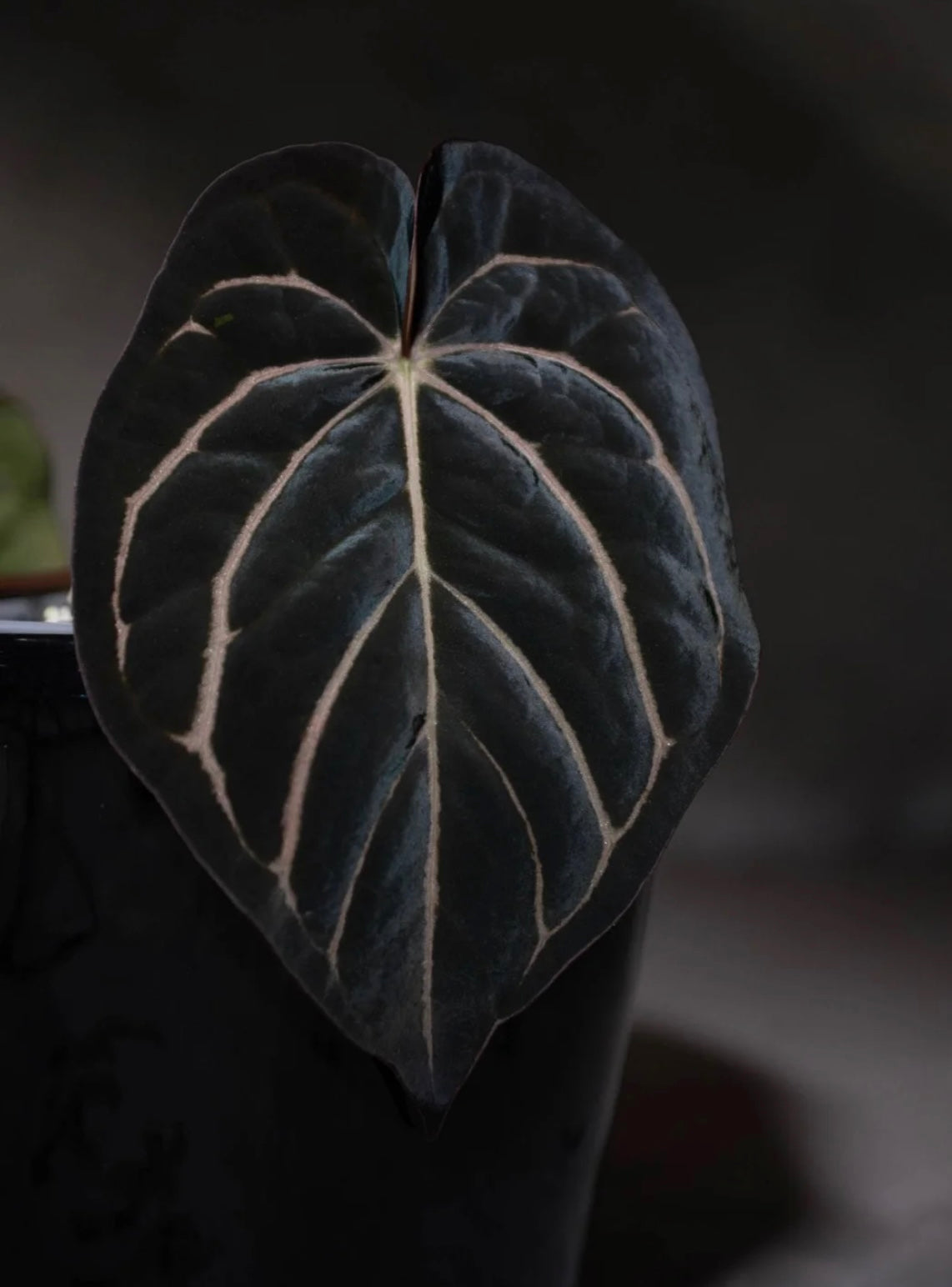 BVEP (Round x BBL) x Carlablackiae (OG5 x RA8) Seedling