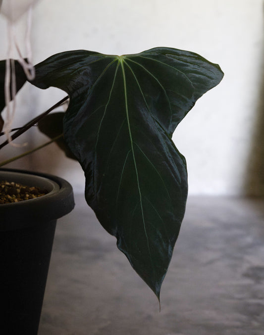 Nov DF x Carla PM3 - {SEED}