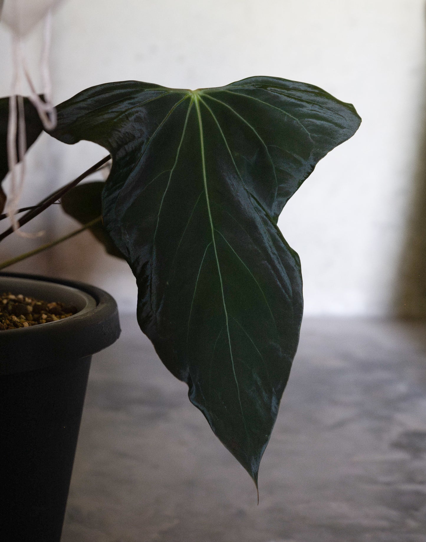 Pap 18 x Nov DF Seedling