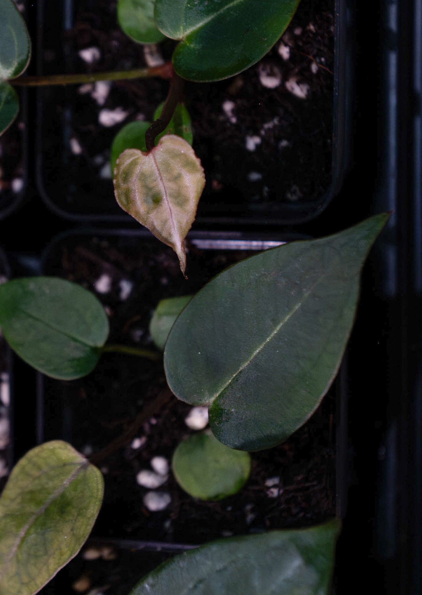 (Dorito x Red Crystal) x (Red Velvet Cake x Zara Michelle)