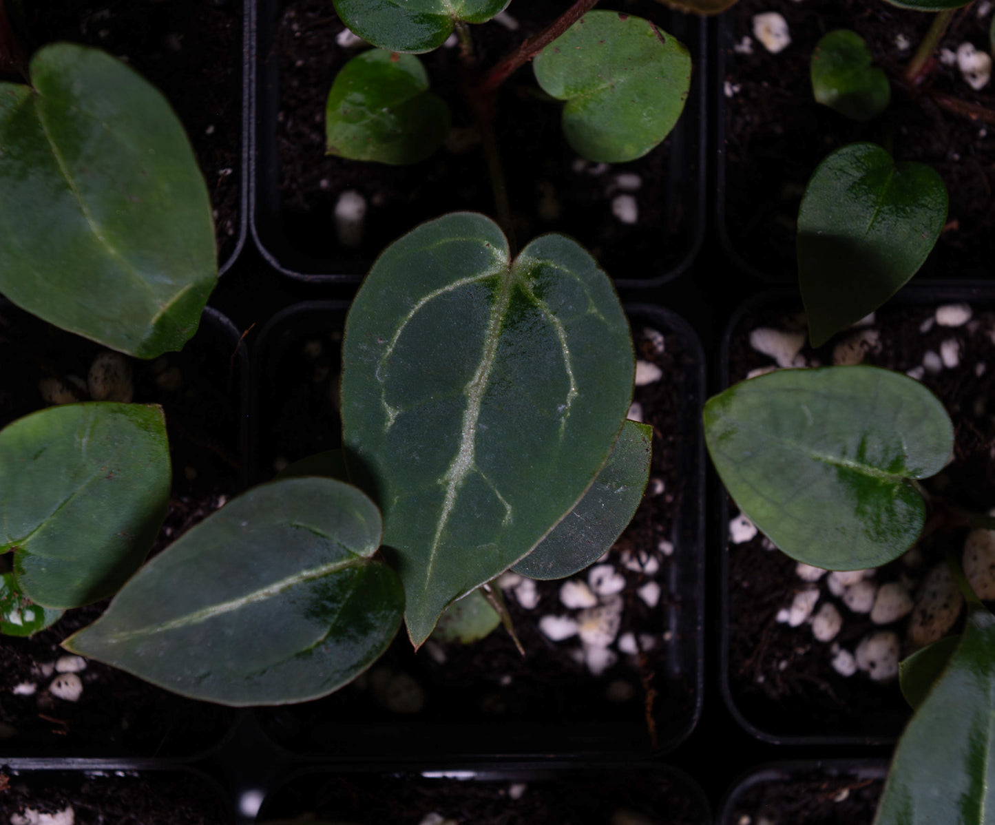 (Dorito x Red Crystal) x (Red Velvet Cake x Zara Michelle)