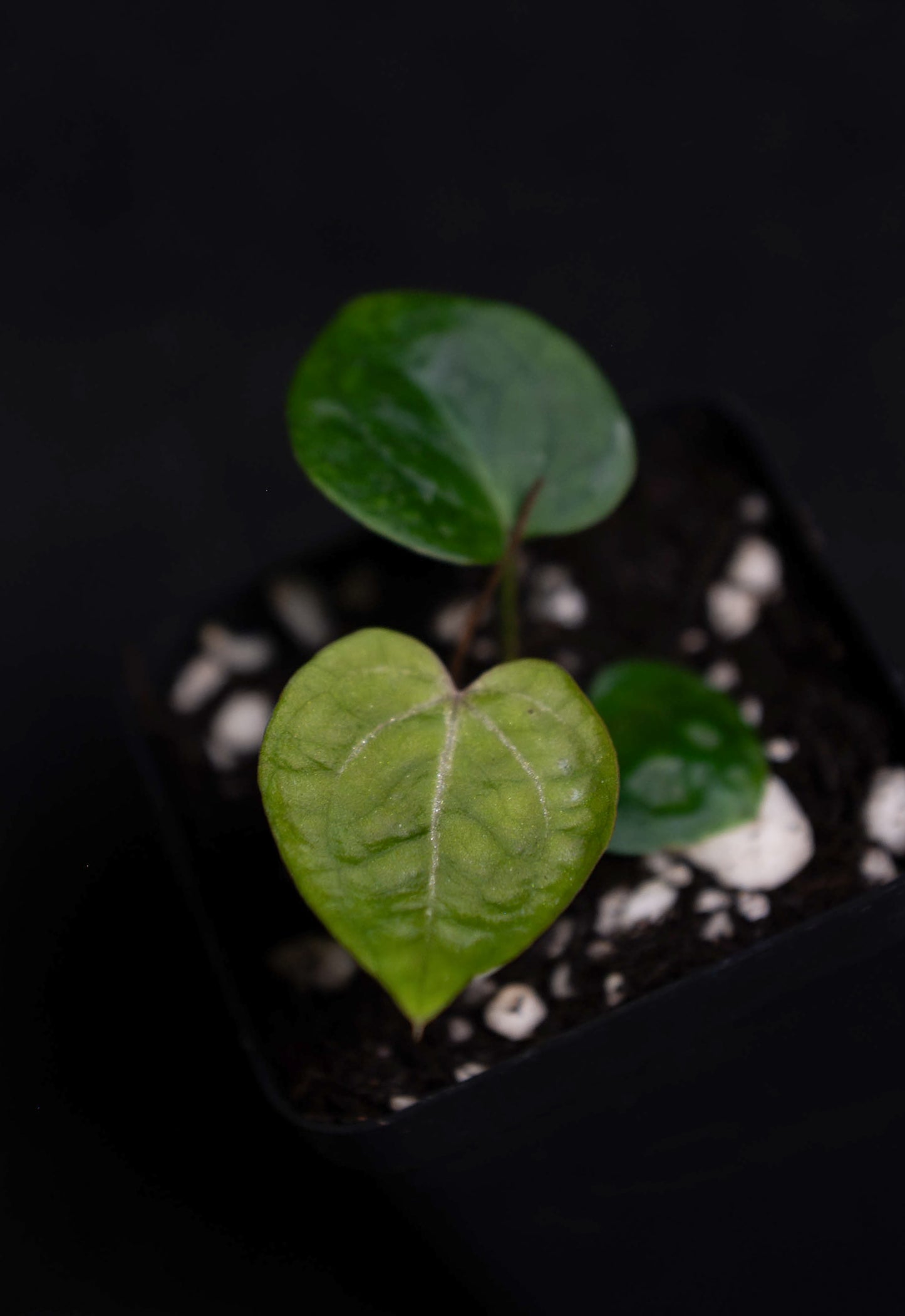 (Red Velvet Cake x Zara Michelle) x (Enid's Bench x Besseae aff "Narrow")