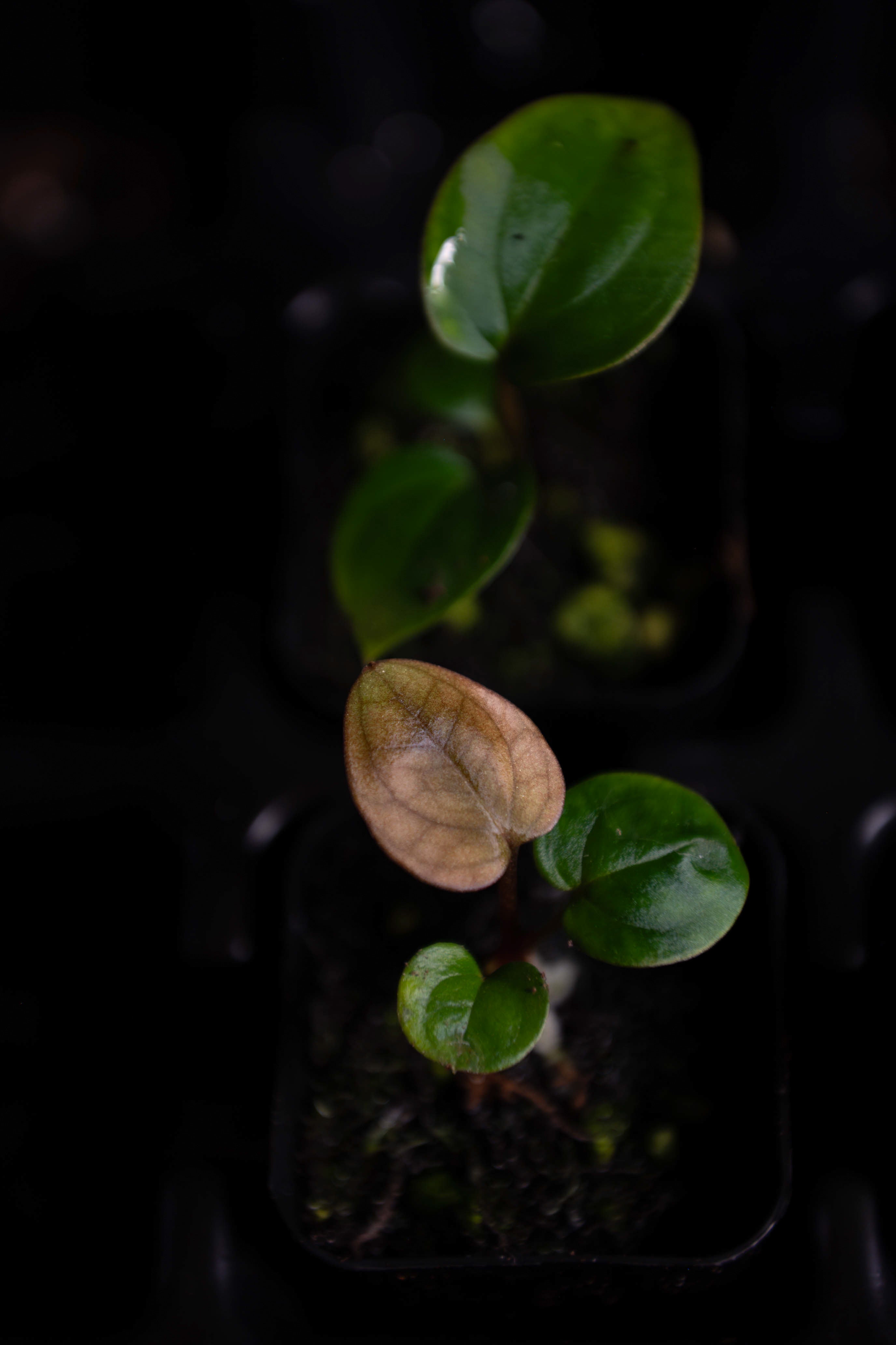 BVEP (RF1 x Darkstar) x (Dress x Carla) – B.B. Tropicals