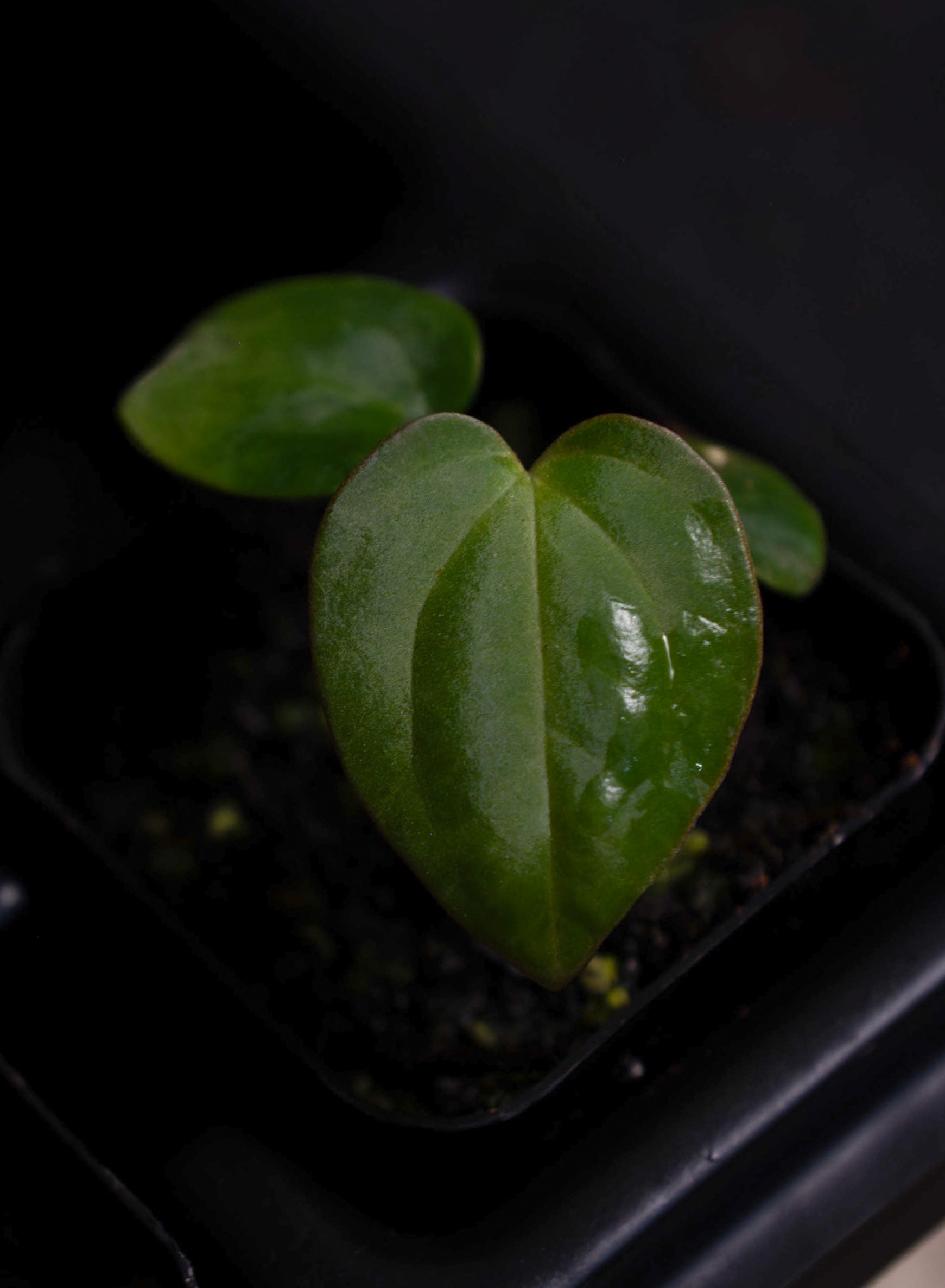 BVEP (RF1 x Darkstar) x (Dress x Carla) – B.B. Tropicals