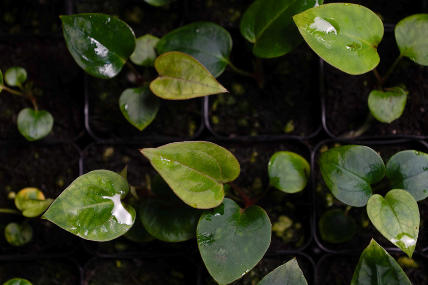 (Enid's Bench x Bess aff "Narrow") x Dorito Portillae Seedling