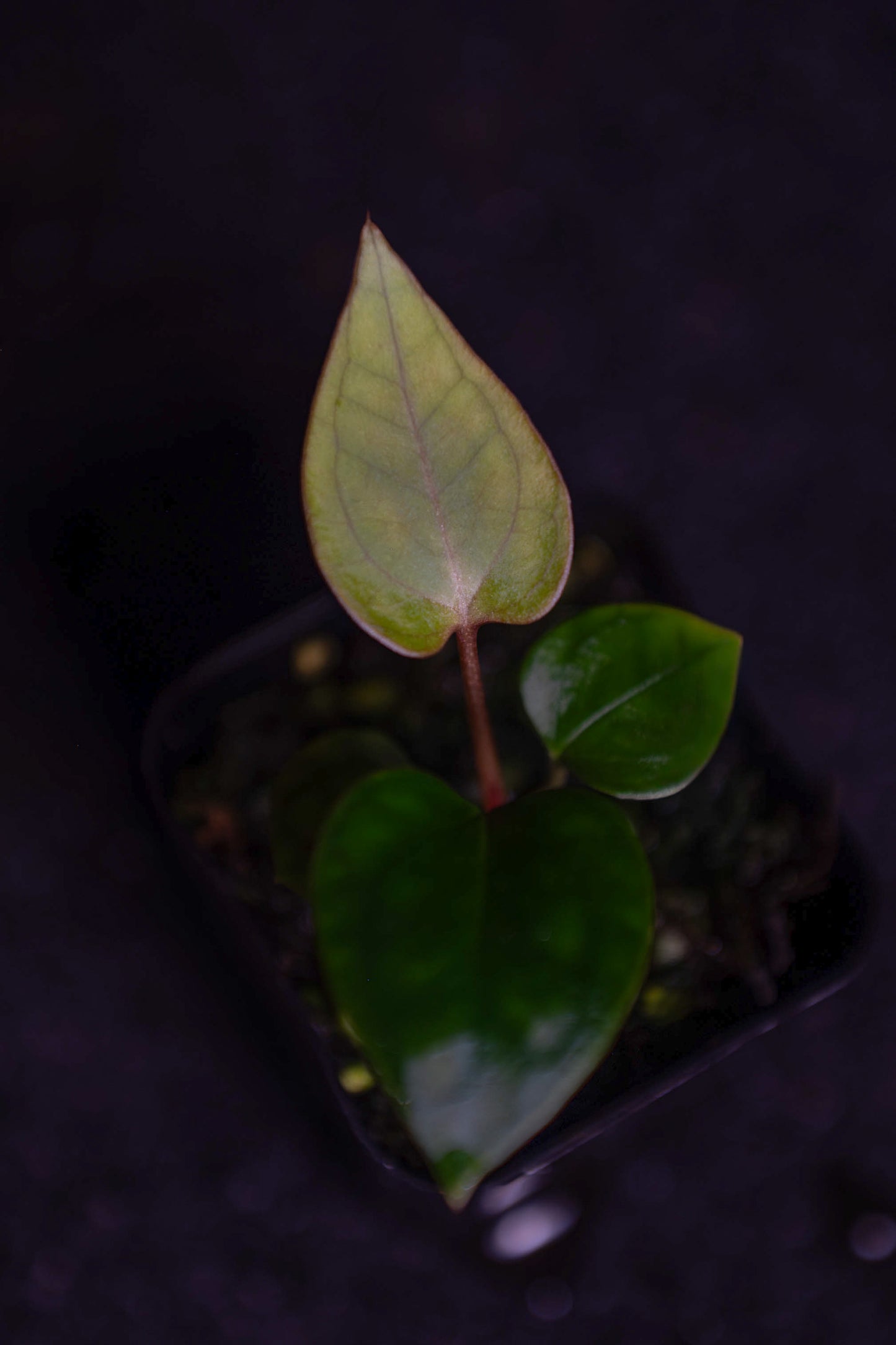 (Enid's Bench x Bess aff "Narrow") x Dorito Portillae Seedling