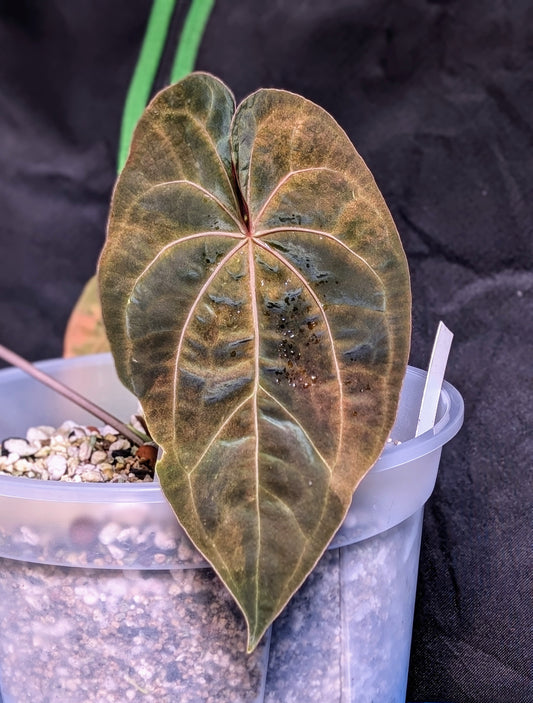 (Variegated AoS Dark Form) x Carla OG4