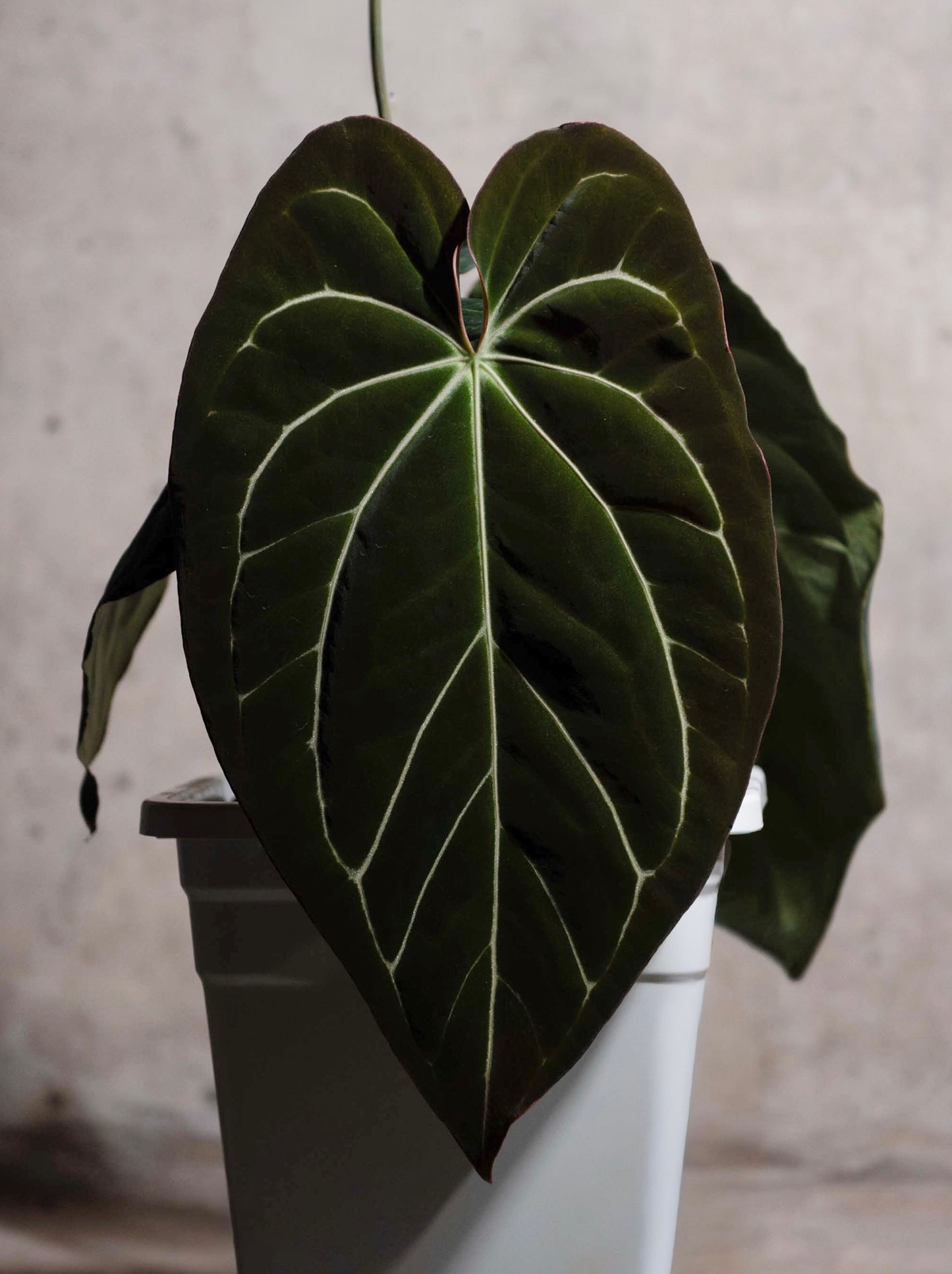 Papilillaminum RA12 x (Black Widow x Carla GPH) BB2