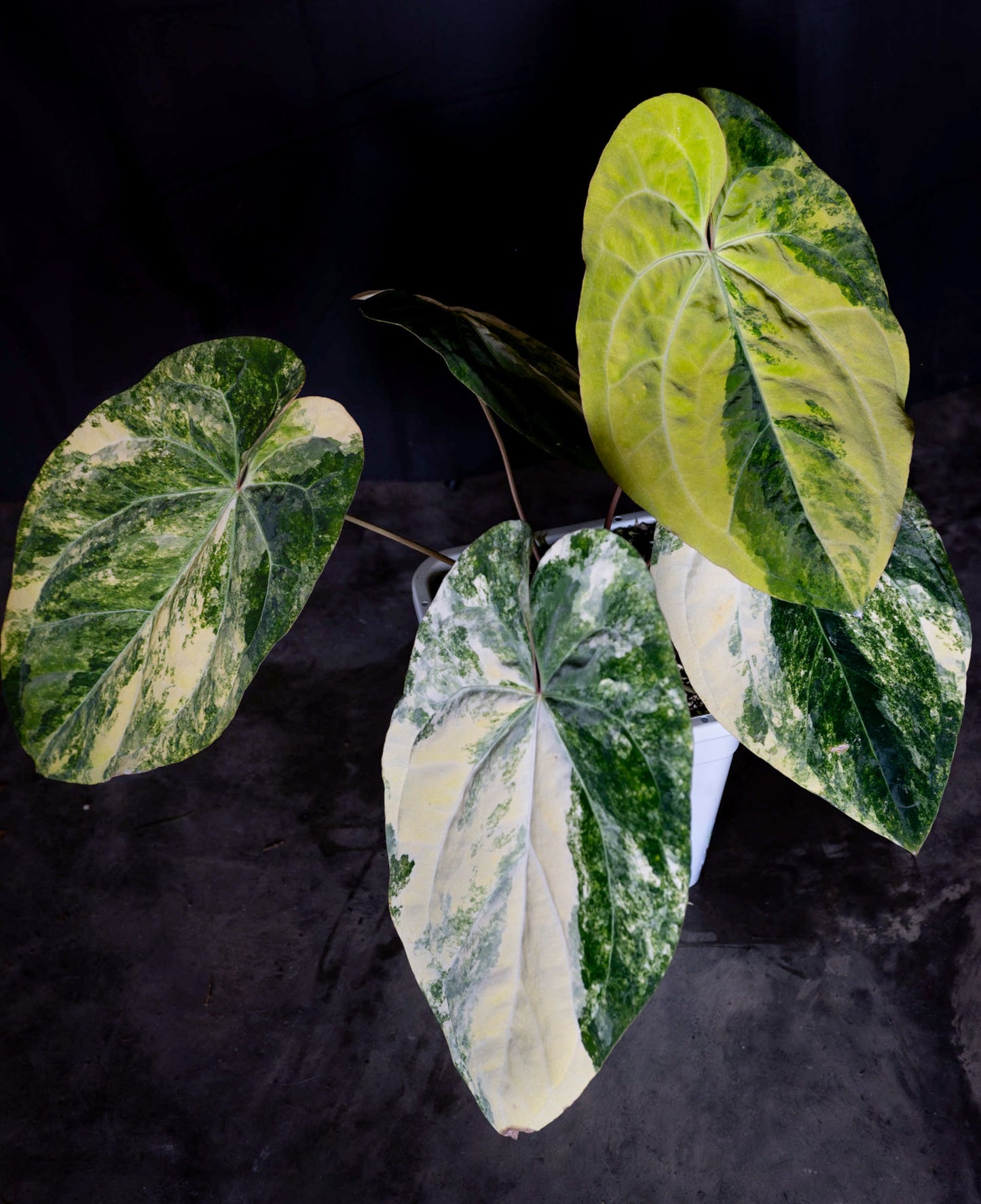 Variegated Crystal x Variegated Papx Germinated Seed