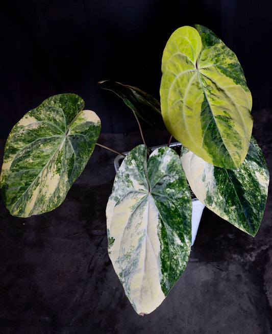 Variegated Crystal x Variegated Papx Germinated Seed