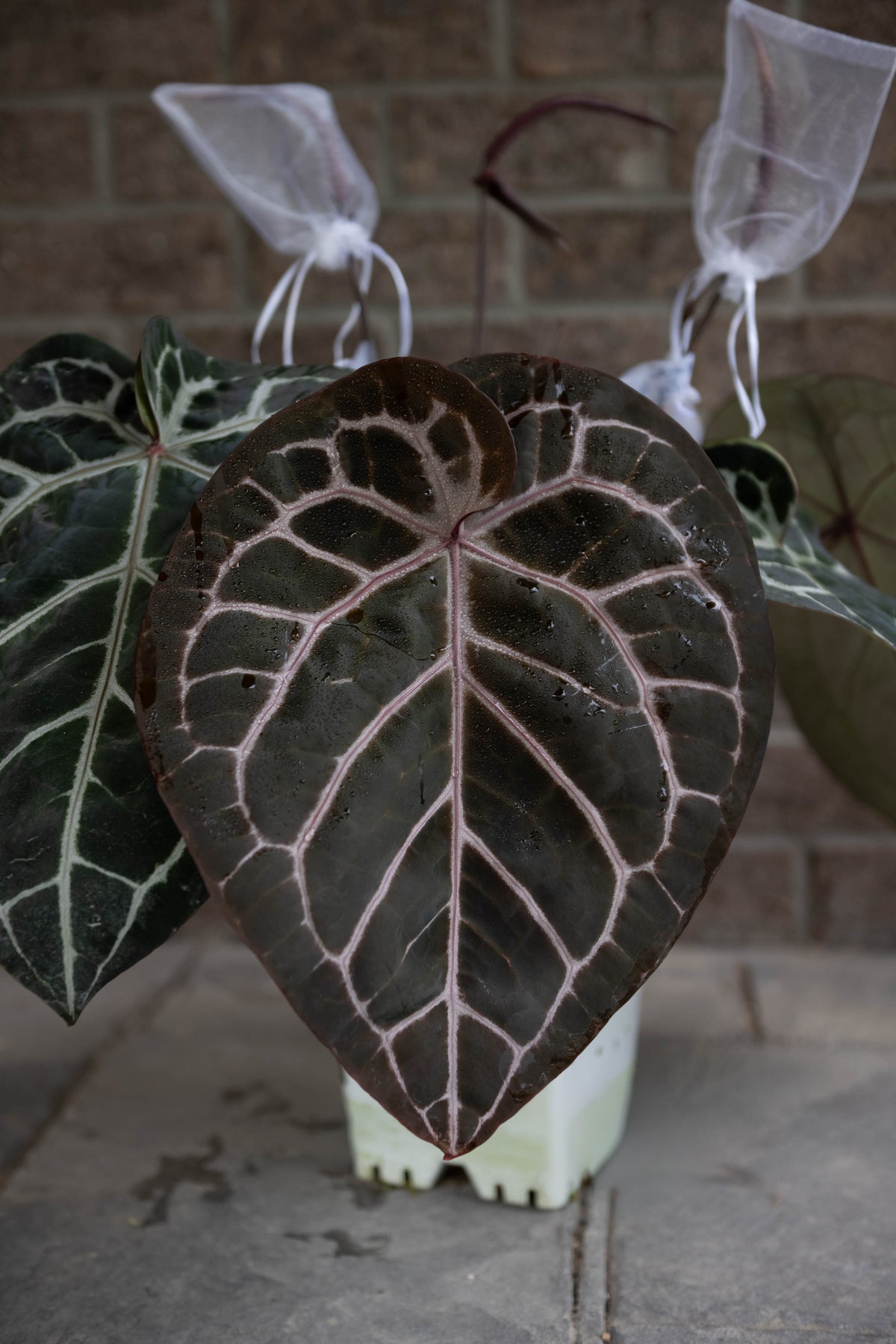 Carlablackiae RA (6x5) BB2 x Red Crystal BB1 Germinated Seeds