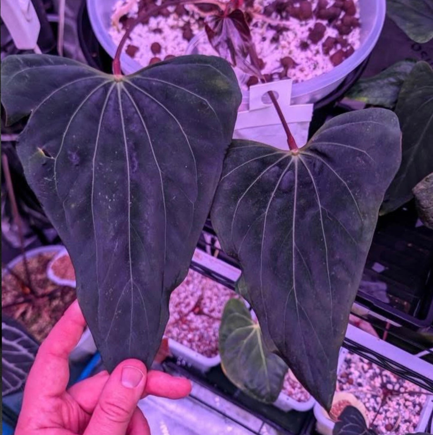 (Enid's Bench x Bess aff "Narrow") x Dorito Portillae Seedling