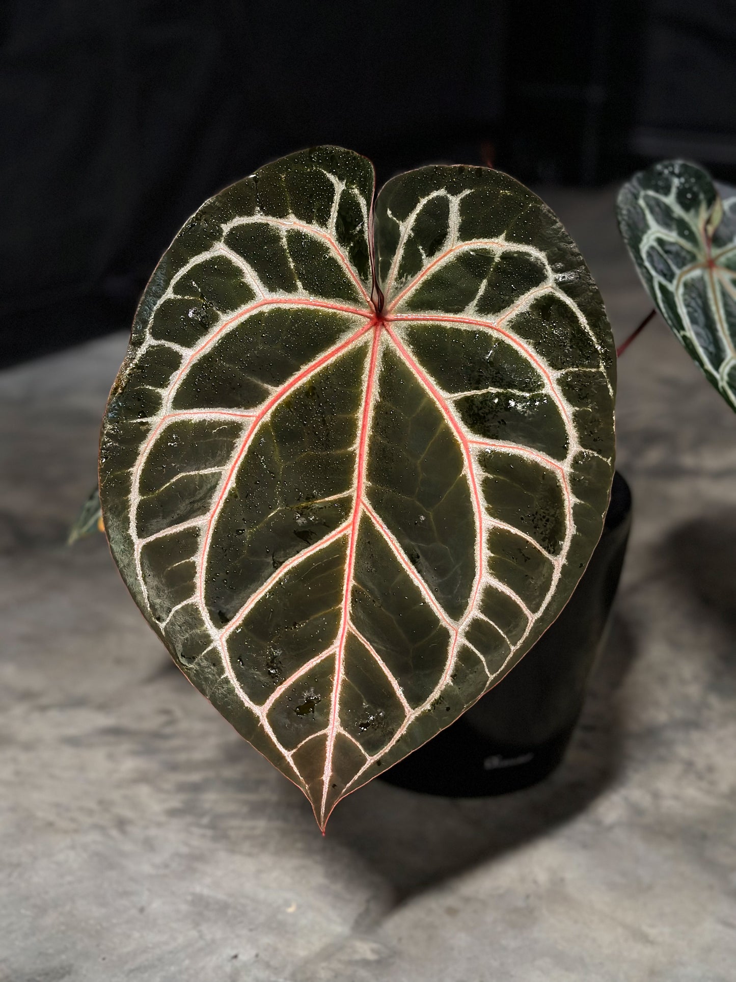 Zara x NSE Dress “Nocturne” Seedling