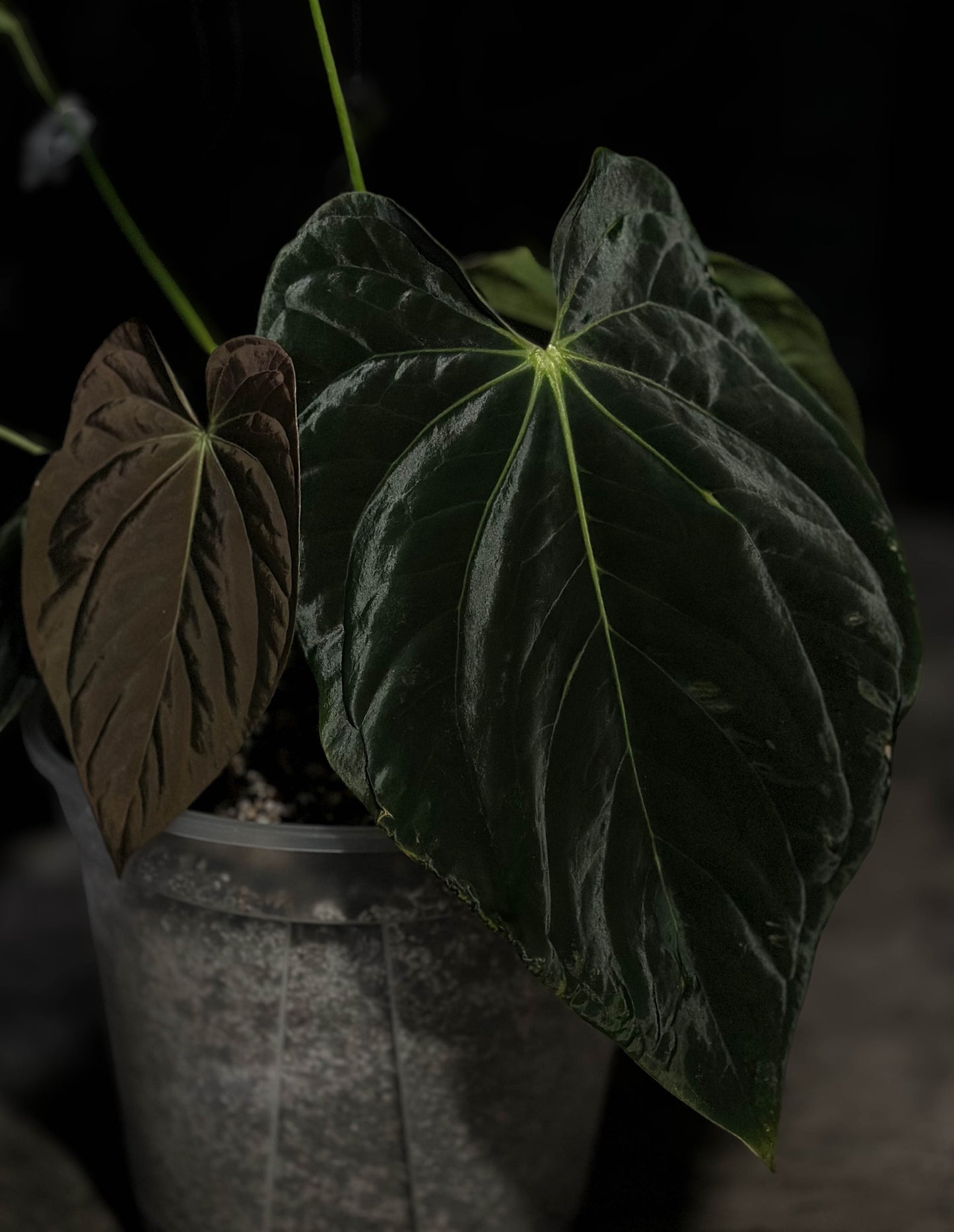 BVEP (Round x BBL) x Carlablackiae (OG5 x RA8) Seedling