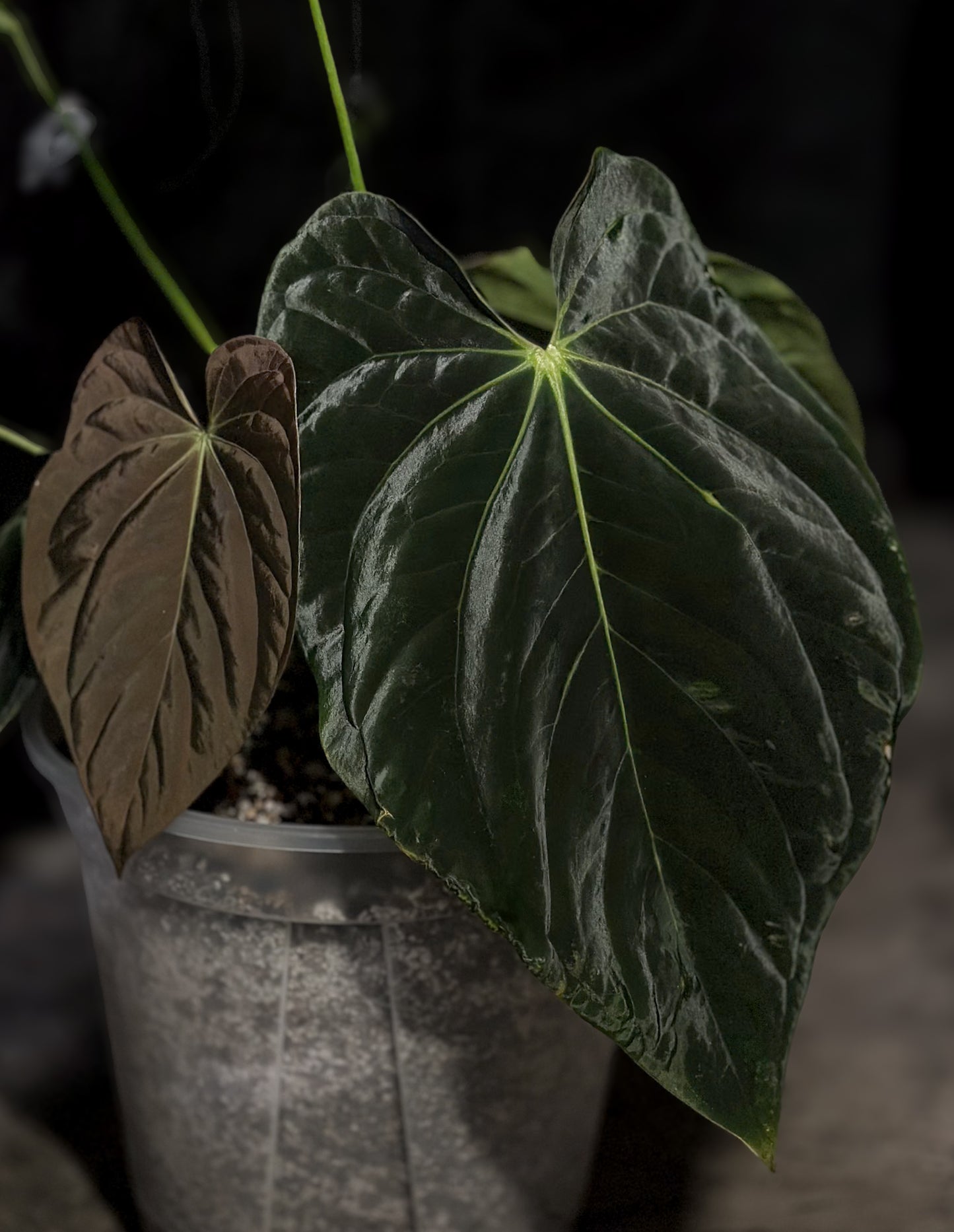 Antolakii (BVEP) RA2 x (Round x BBL) Seedling