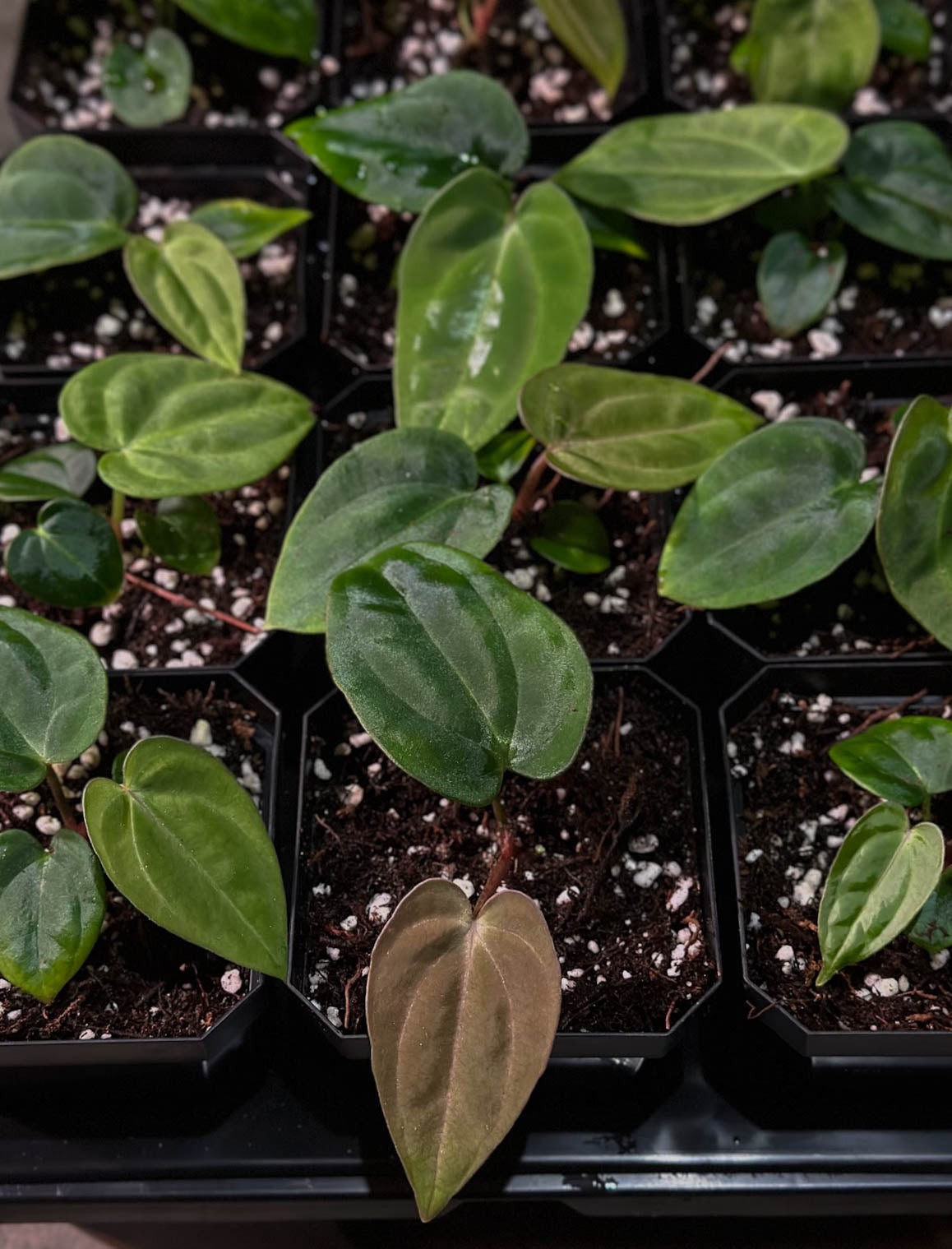 BVEP (Round x BBL) x Carlablackiae (OG5 x RA8) Seedling