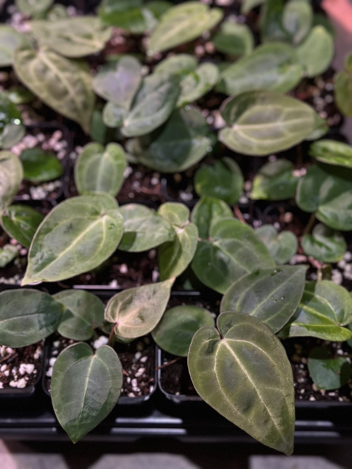 (Red Velvet Cake x Zara Michelle) x Variegated Ace of Spades Dark Form Seedling