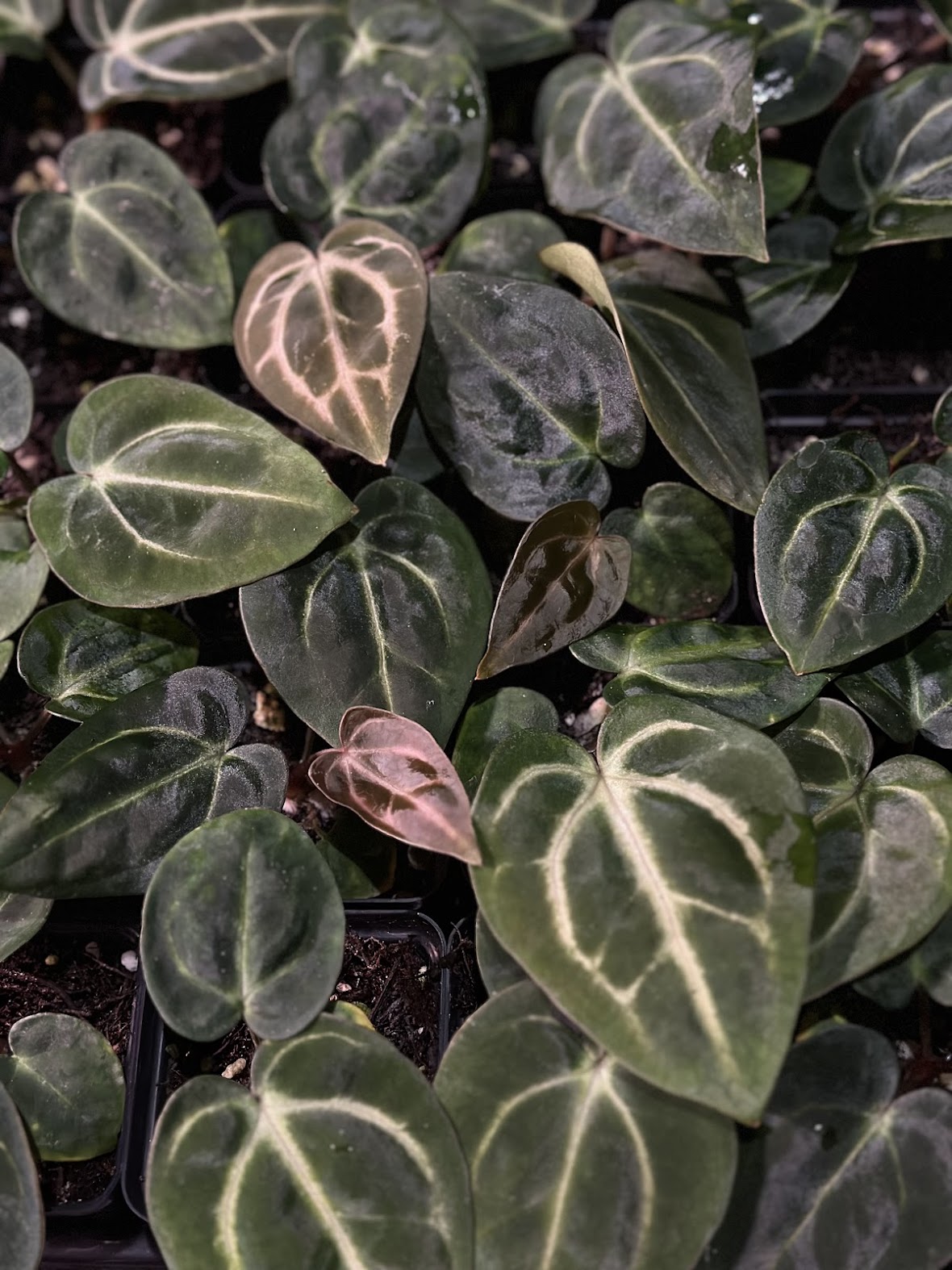 Carlablackiae OG4 x PM6 Seedling