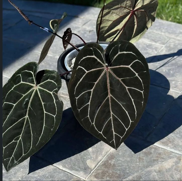 (Red Velvet Cake x Zara Michelle) x Variegated Ace of Spades Dark Form Seedling